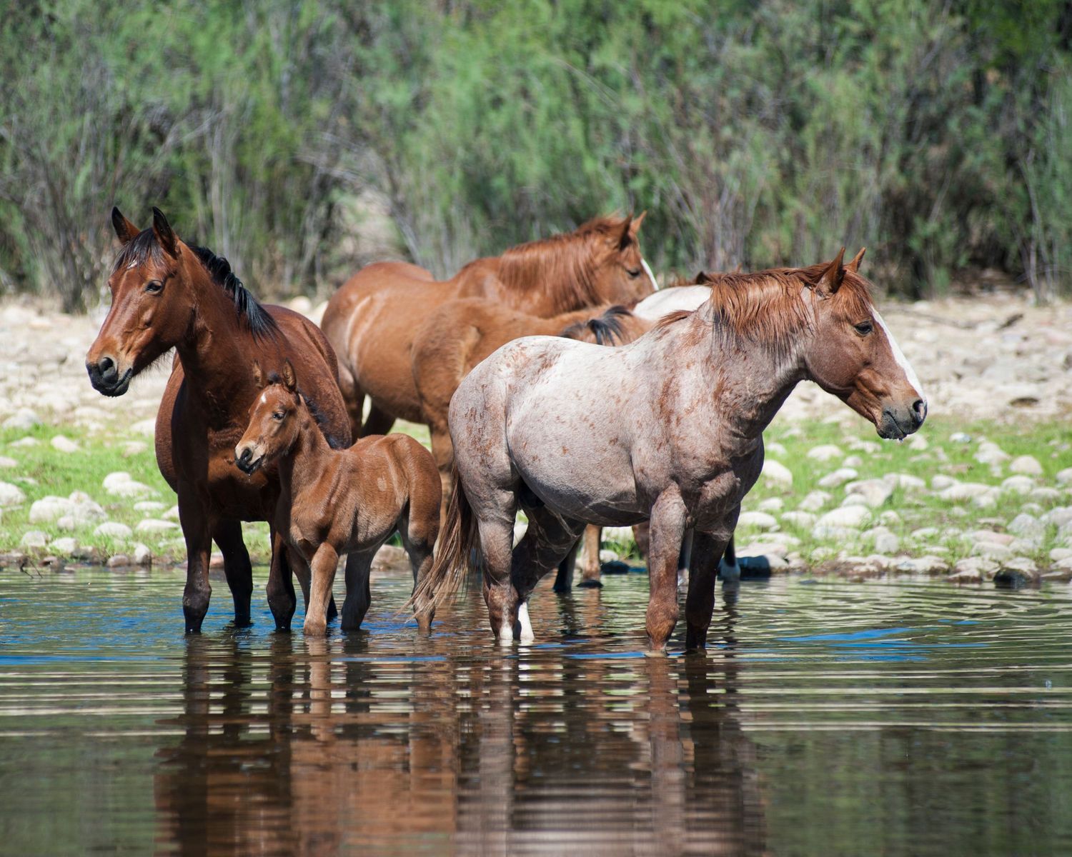 A herd of wild horses wading through a shallow river surrounded by lush green trees in a natural landscape.