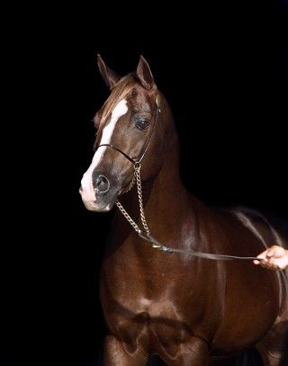 A chestnut Arabian Stallion named Prophecy with a white blaze stands poised against a black background, held by a lead chain.