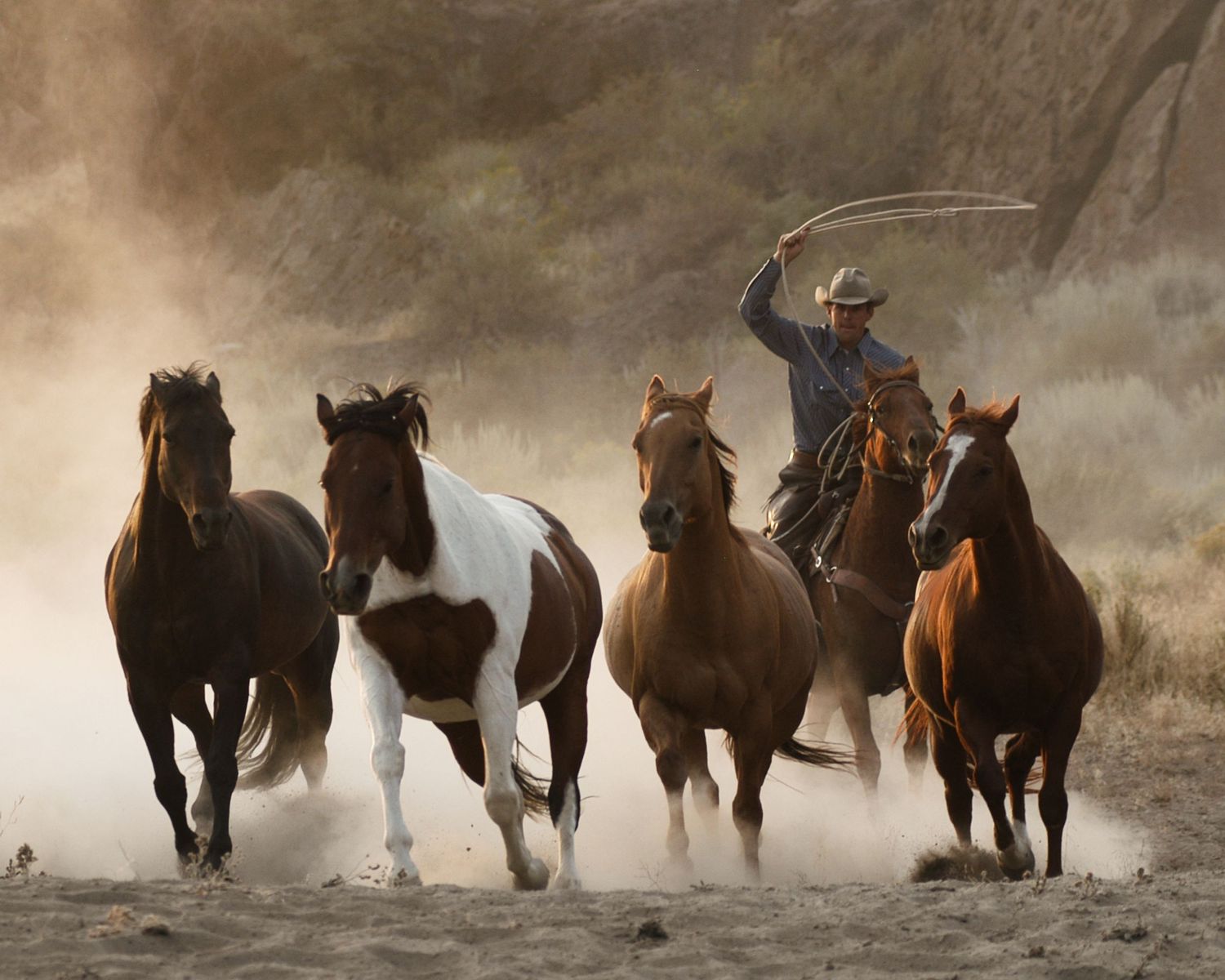 Cowboy on horseback swinging a lasso while herding wild horses through a dusty desert landscape.