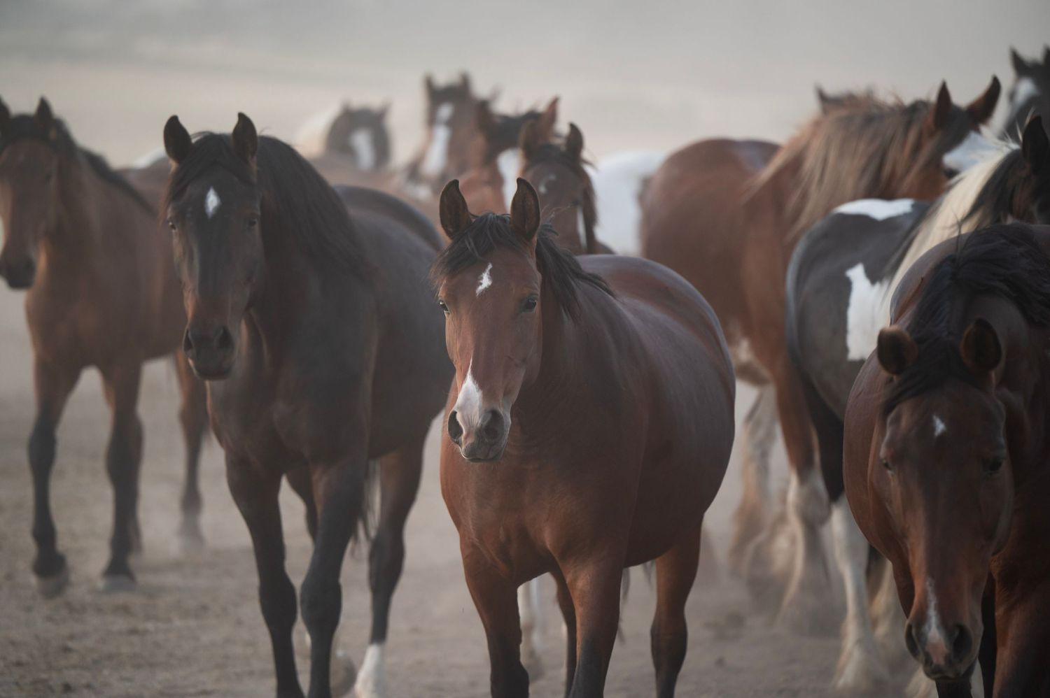 A herd of wild brown and black horses running together in a dusty open field.