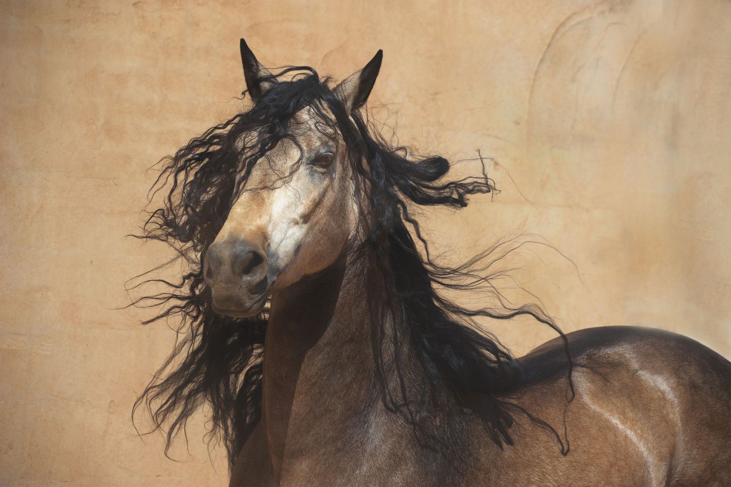 Majestic bay horse with long flowing mane tossing head against a warm beige background.
