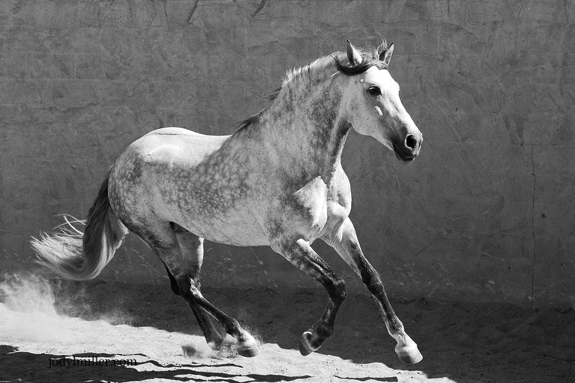 A powerful Spanish Horse called Patron  gallops freely across a dusty arena in a stunning black and white photograph.