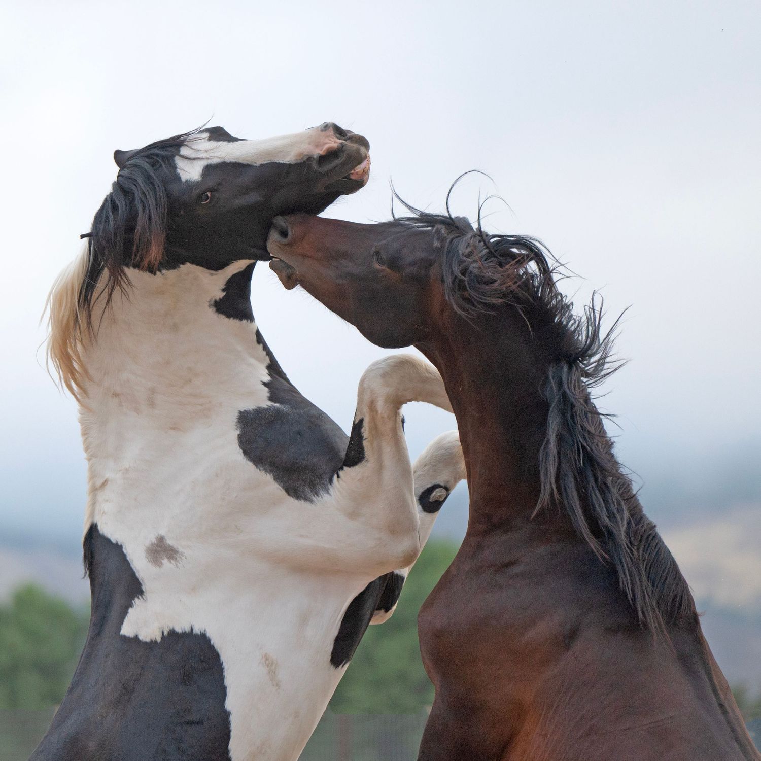 Two horses rearing up and sparring against a cloudy sky backdrop.