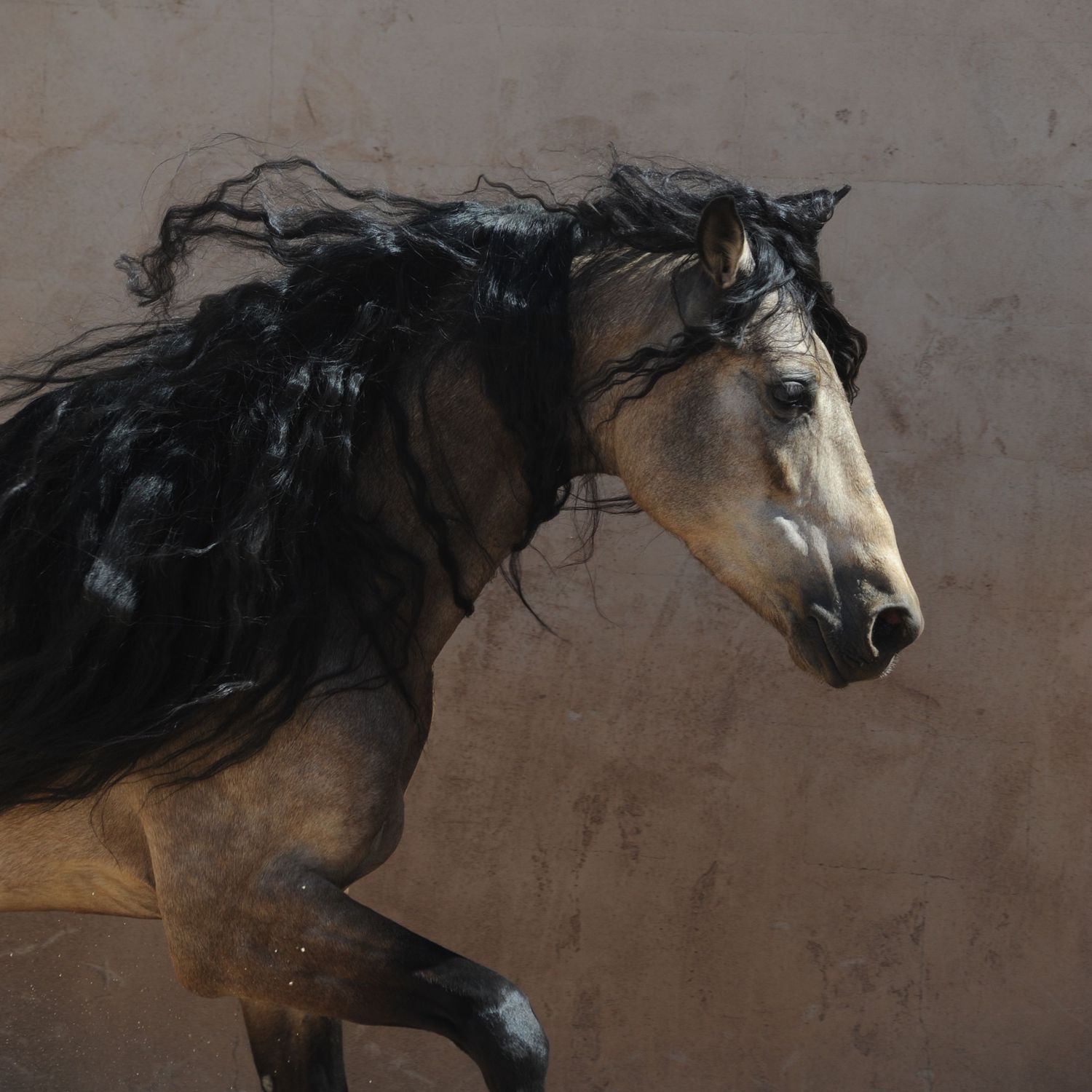 A majestic dark-maned horse with golden coat gallops gracefully against a warm sandy textured background.