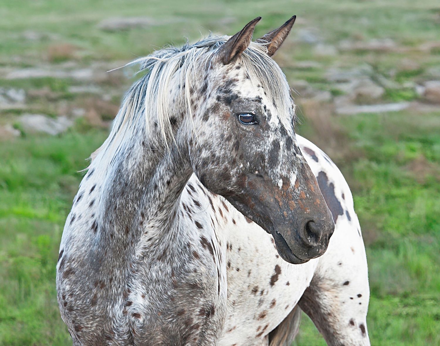 Close-up of a white Appaloosa horse with dark spots standing in a lush green pasture.