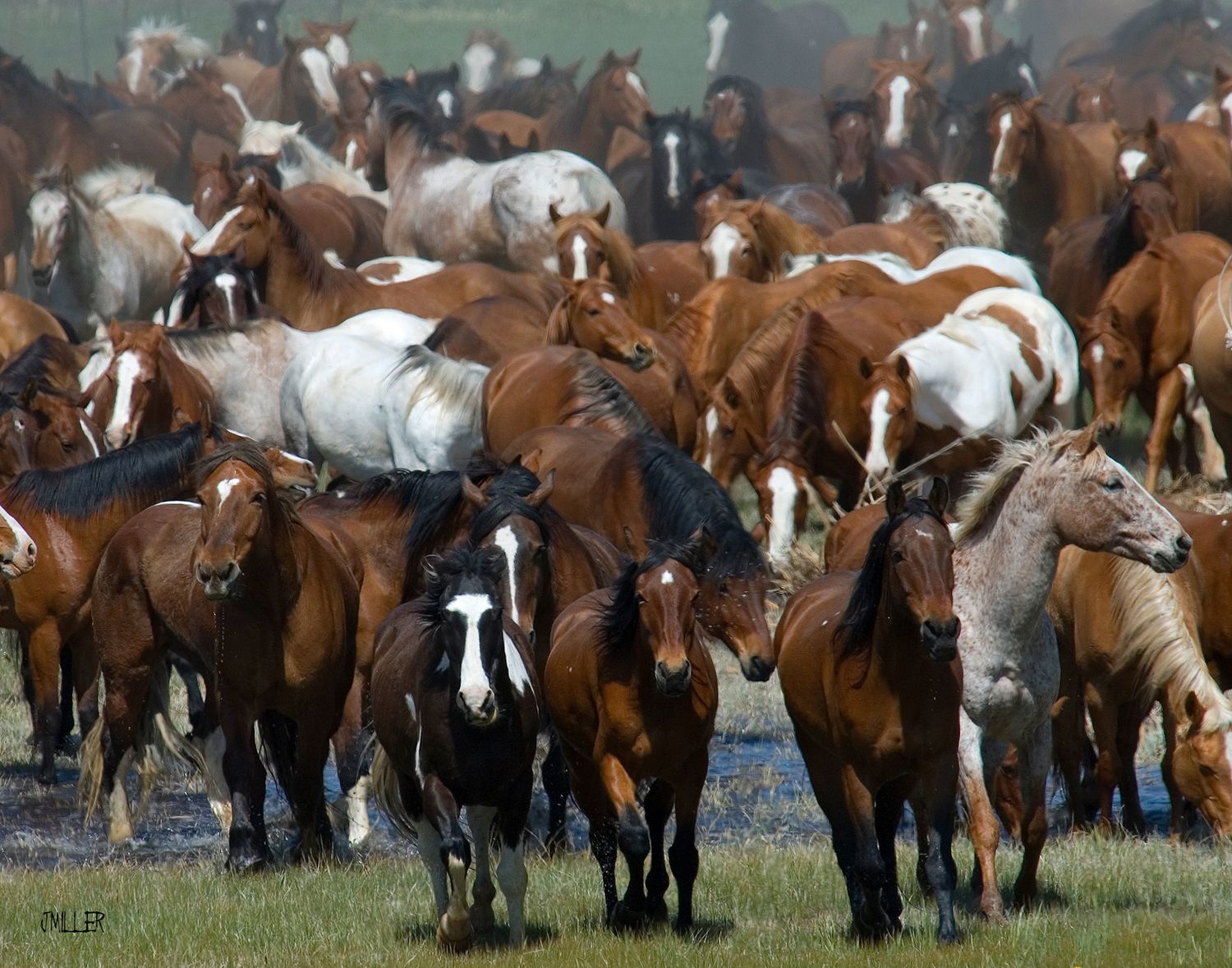 A large herd of wild horses in various colors galloping together across an open grassy field.