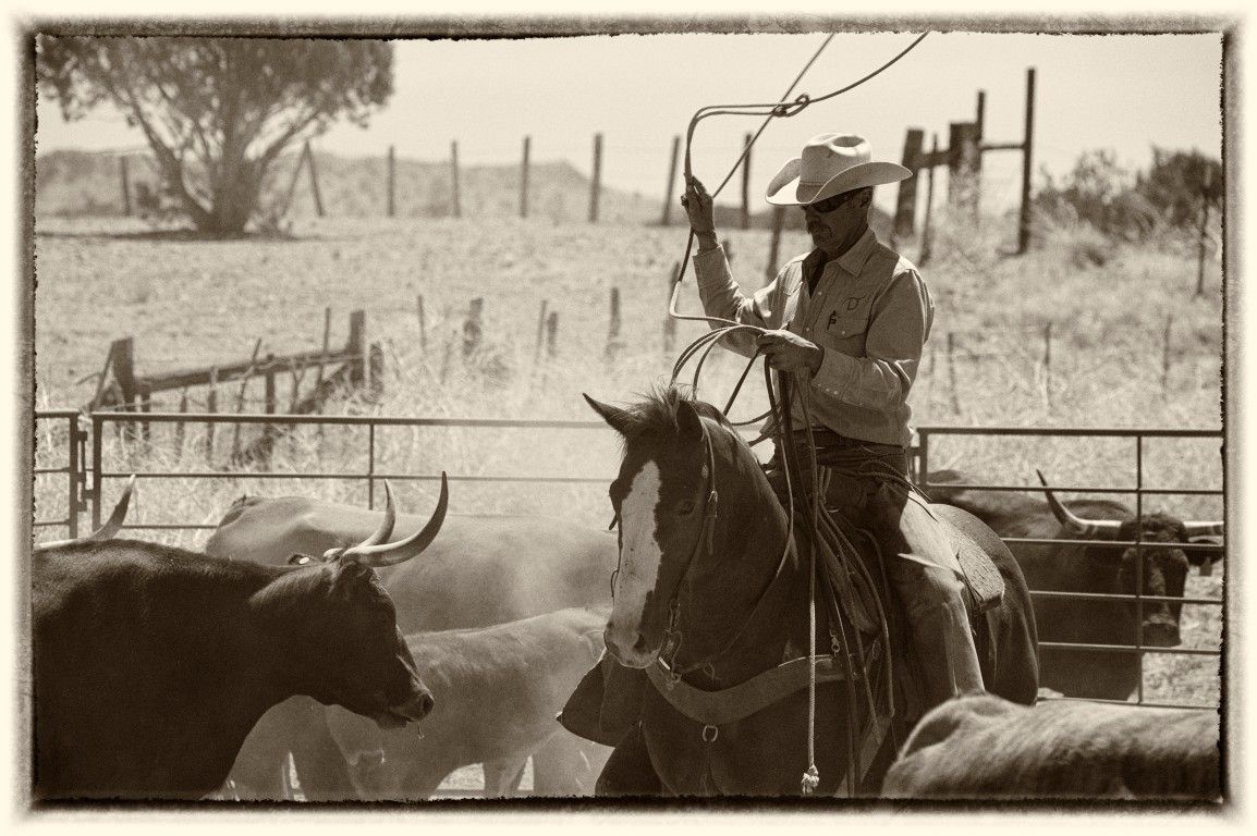 A cowboy on horseback uses a lasso to herd cattle in a ranch pen, captured in vintage sepia tone.