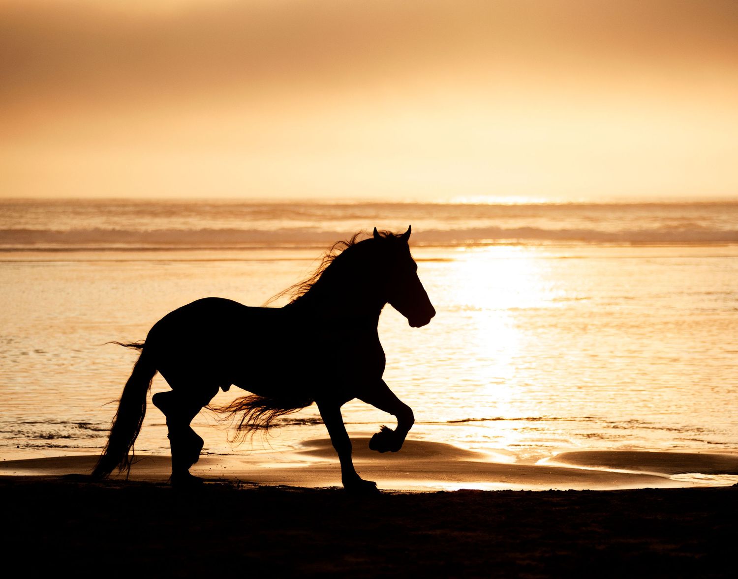 Silhouette of a horse galloping along a beach at golden sunset with ocean waves in the background.