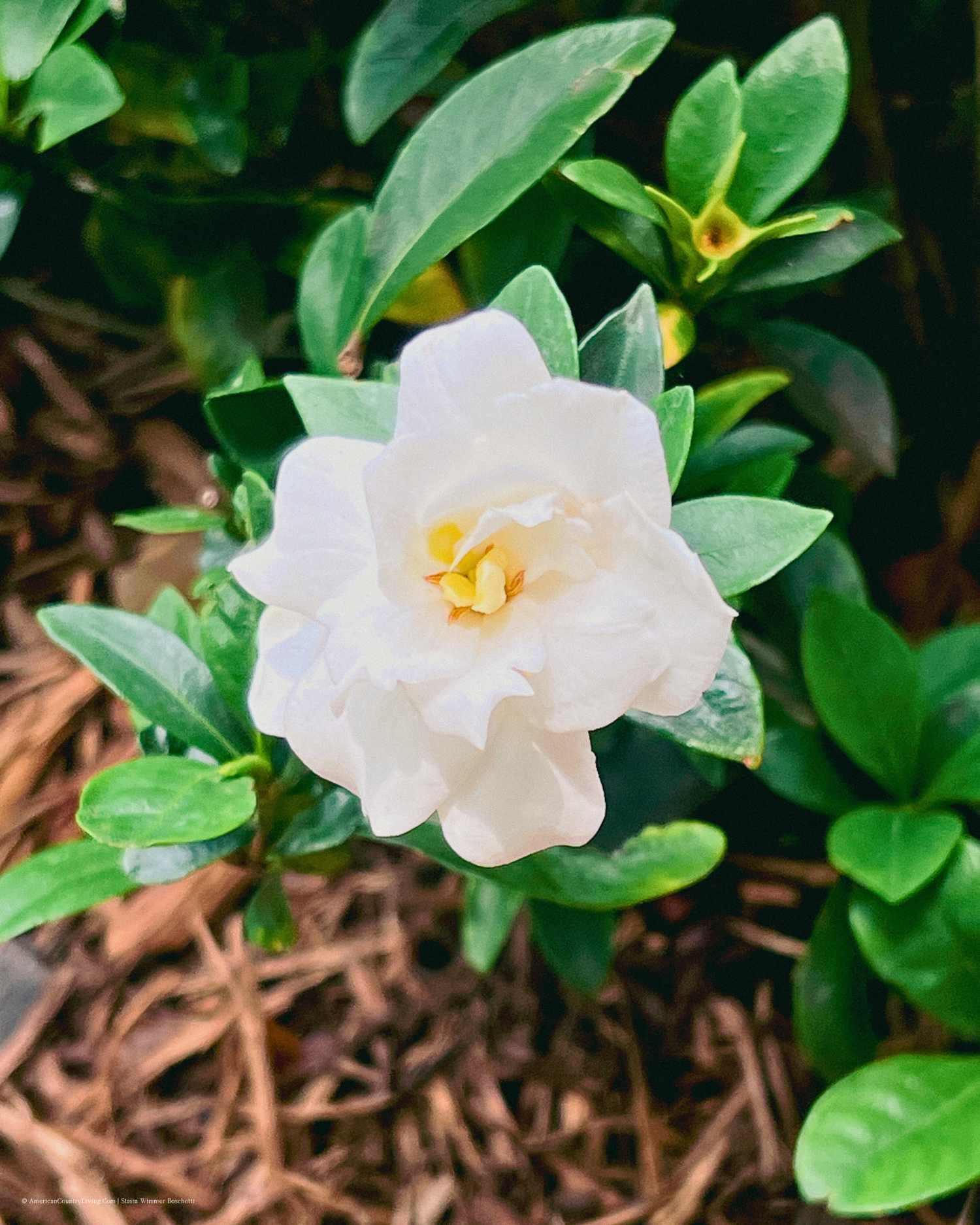 Close-up of a white gardenia flower with glossy green leaves in mulch garden bed.