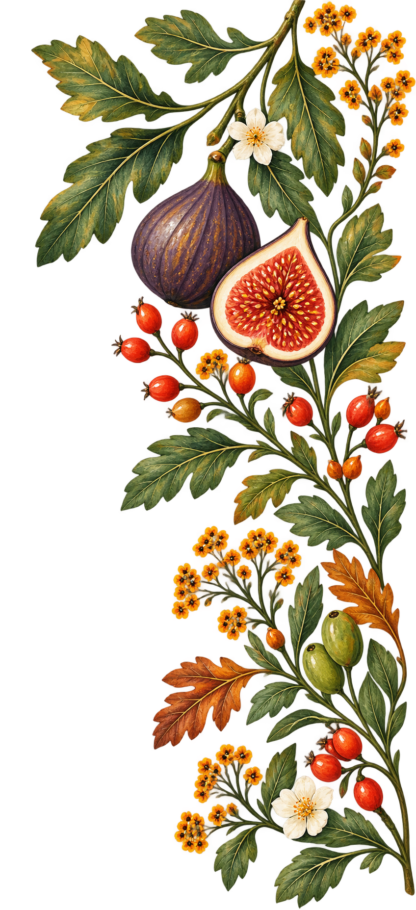 Botanical illustration featuring figs, rose hips, yellow wildflowers, and lush green leaves on a white background.