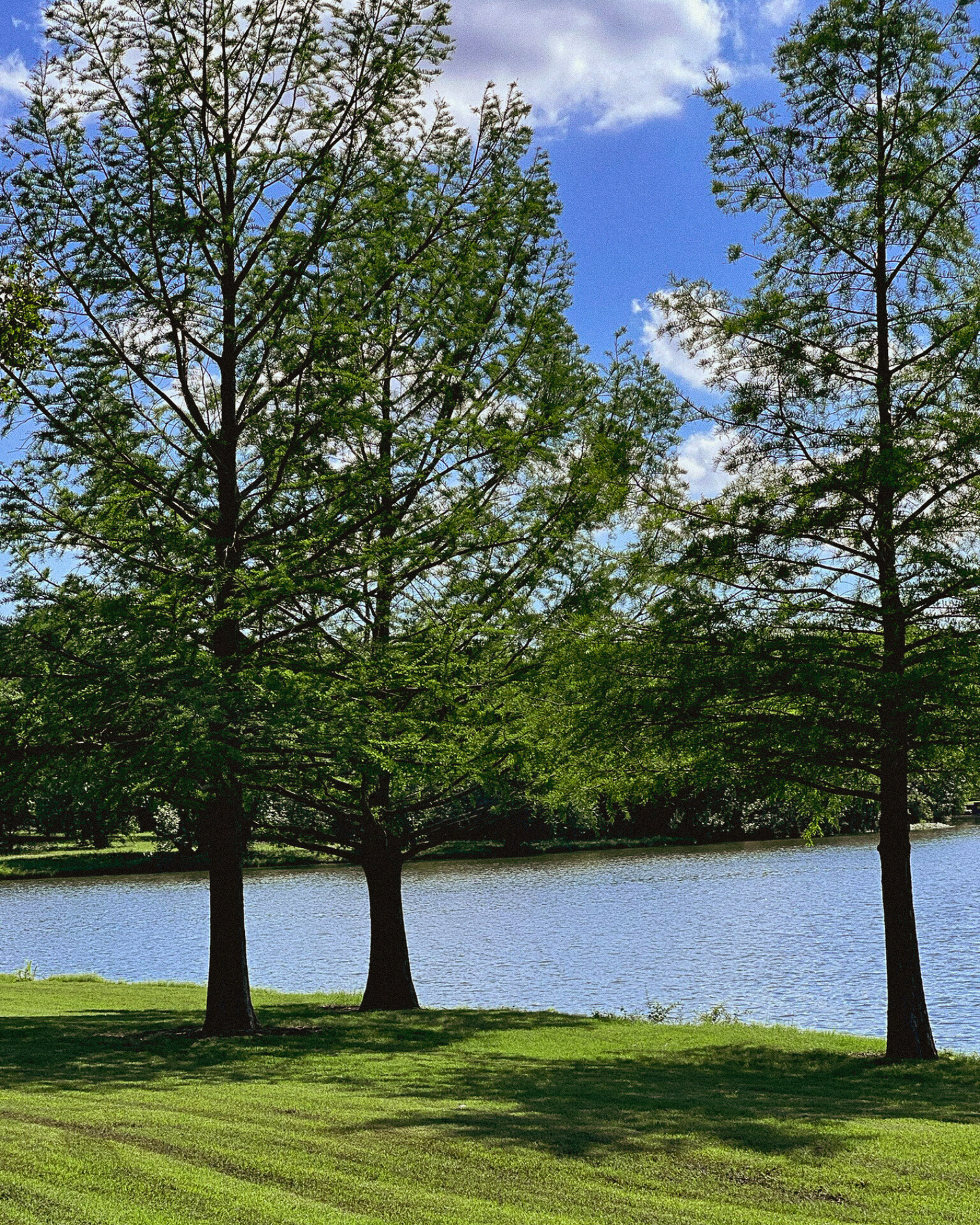Three tall trees frame a peaceful lake view with manicured grass in foreground.