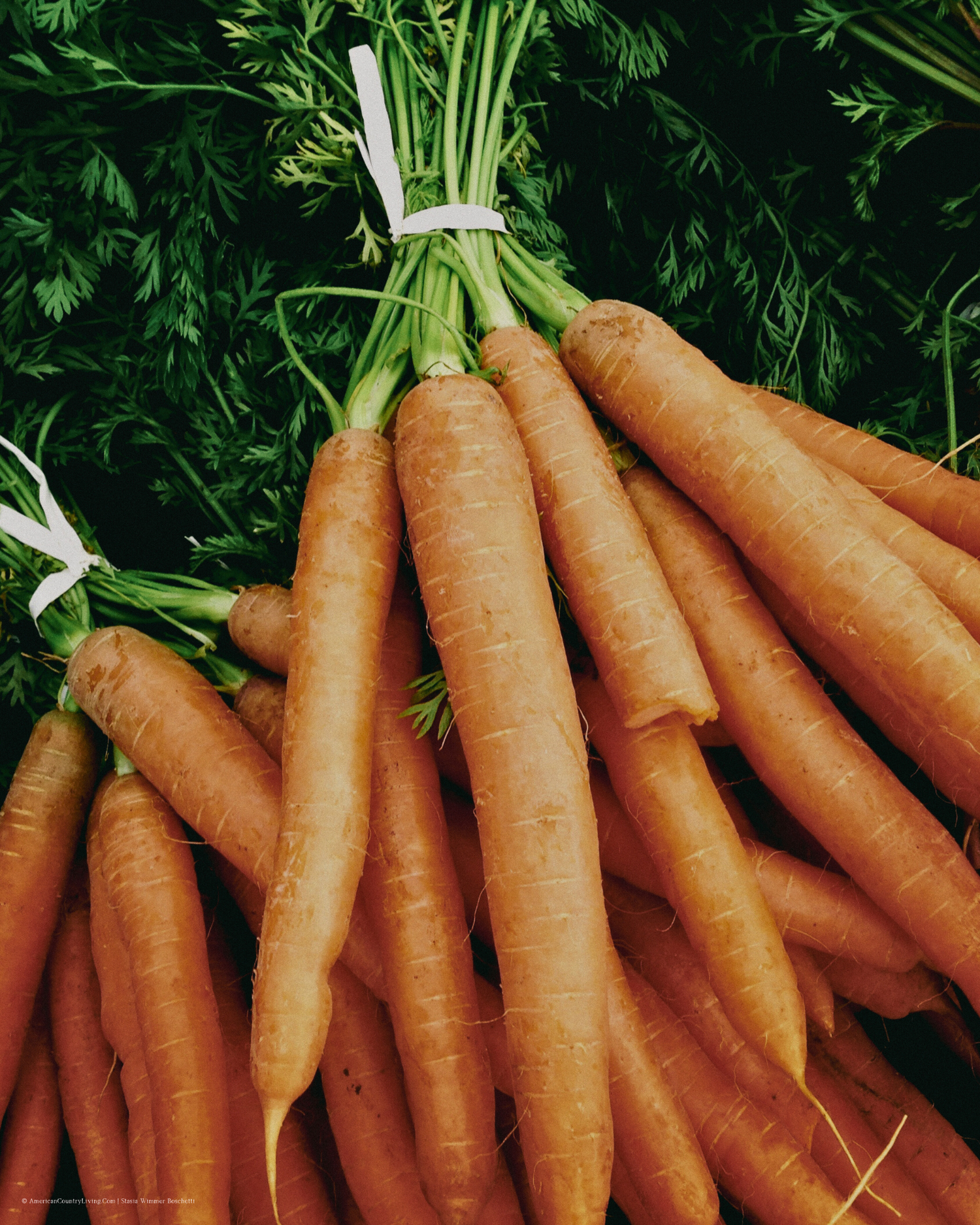 Fresh orange carrots arranged in a row showing their long stems and vibrant color.