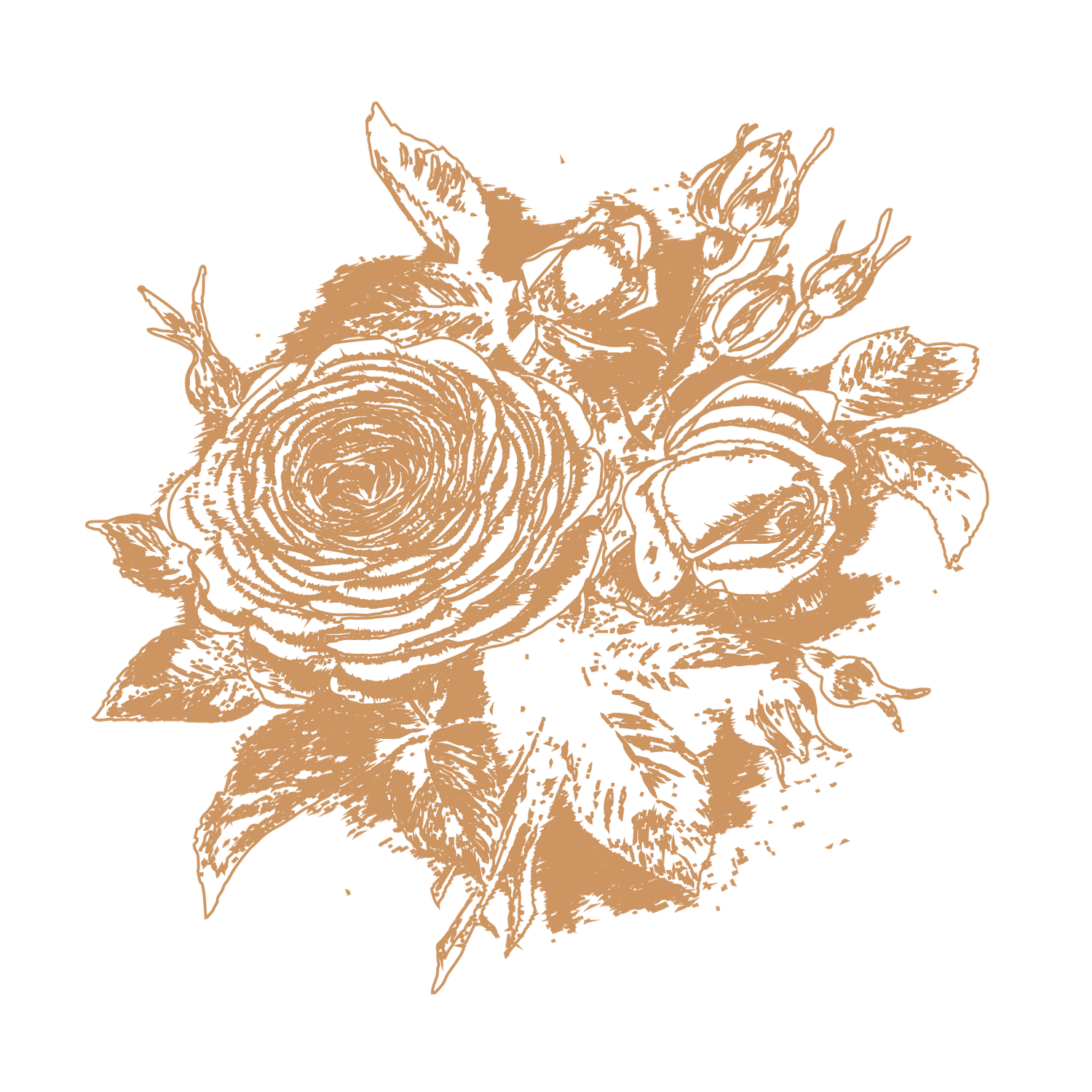 Golden vintage botanical illustration of roses and buds on white background.