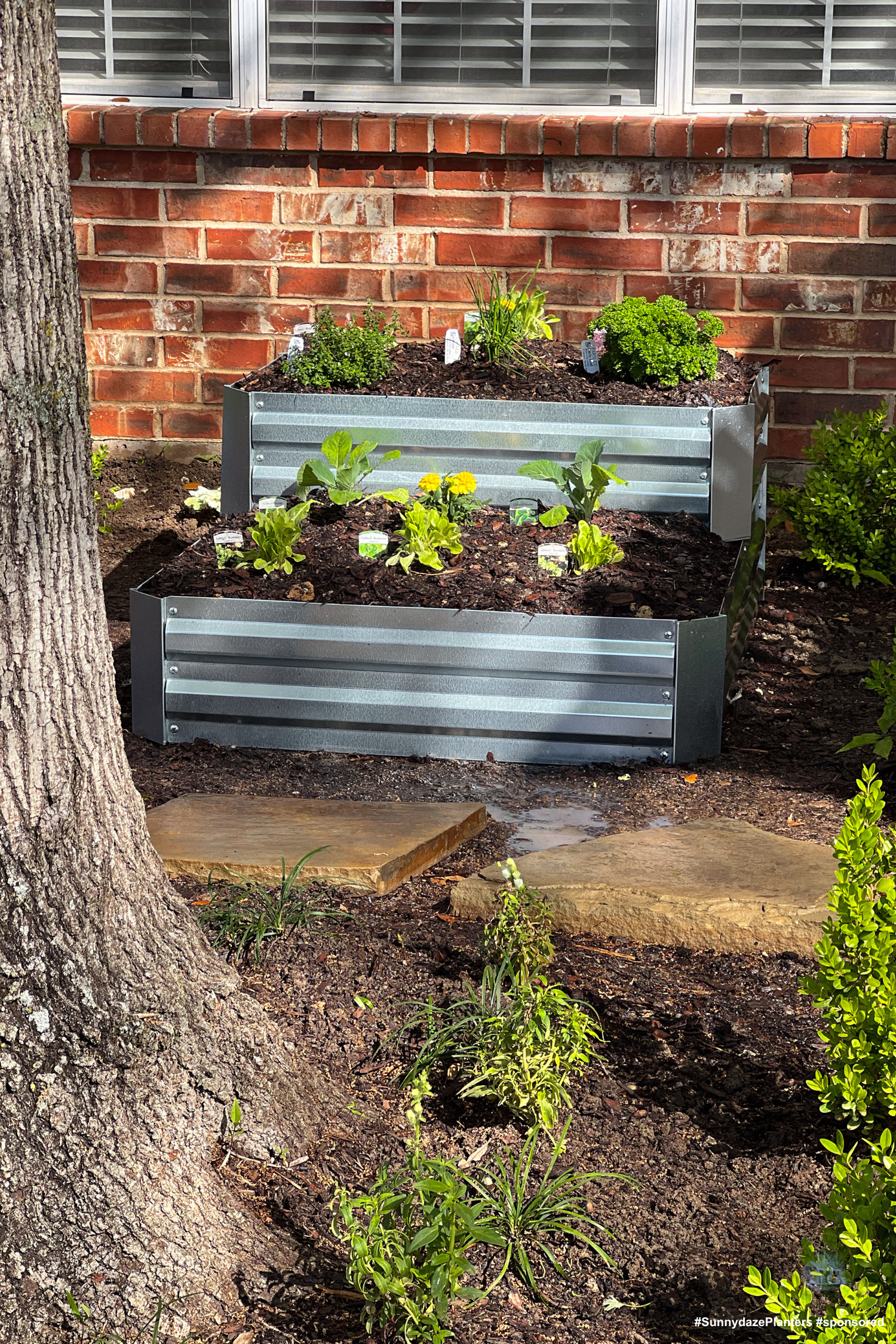 Wide view of metal raised garden beds with young plants growing beside tree trunks.