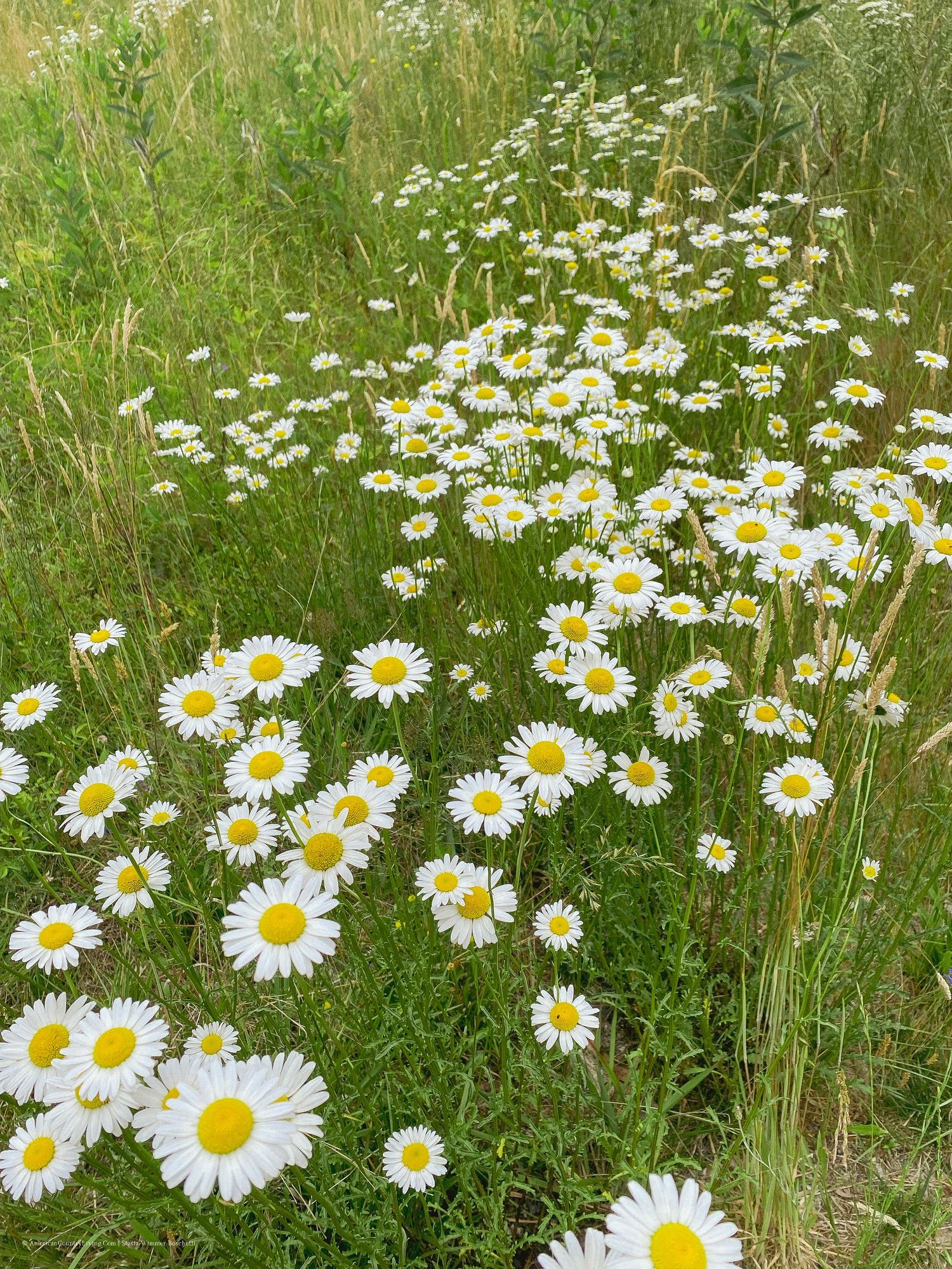 Field of white daisy flowers blooming among green grass on a sunny day.