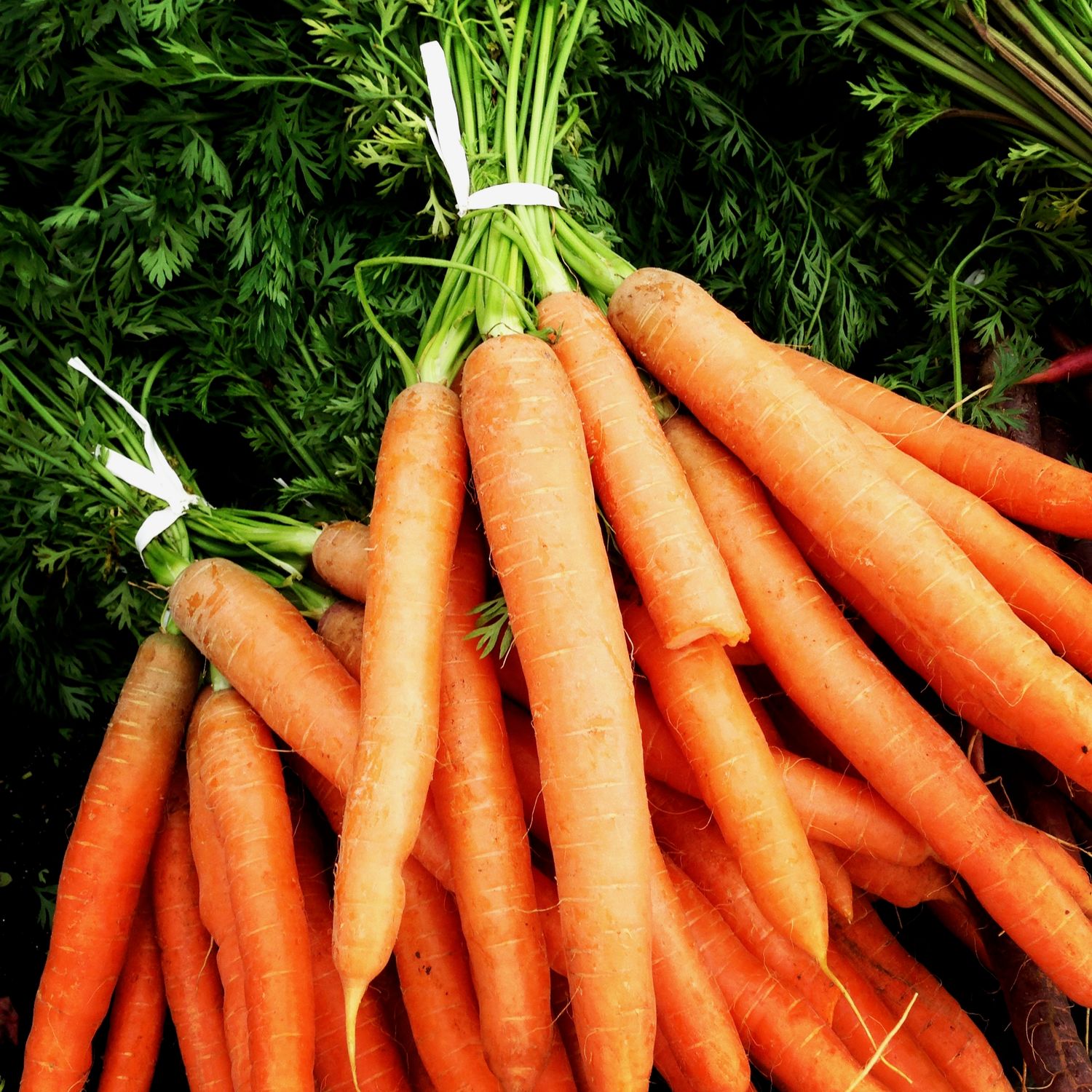 Fresh orange carrots with green tops arranged in a row showing gradual growth progression from small to large.
