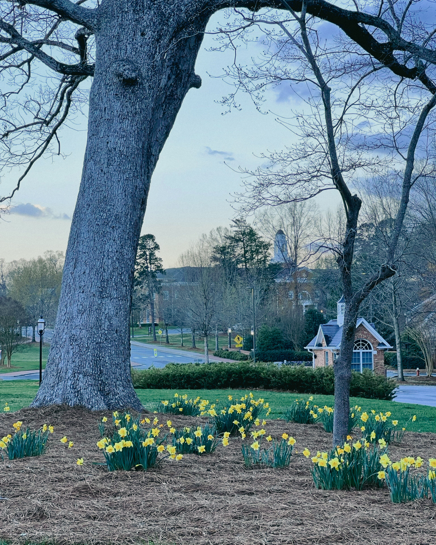Large tree trunk with blooming yellow daffodils beneath, and a small building visible in background.