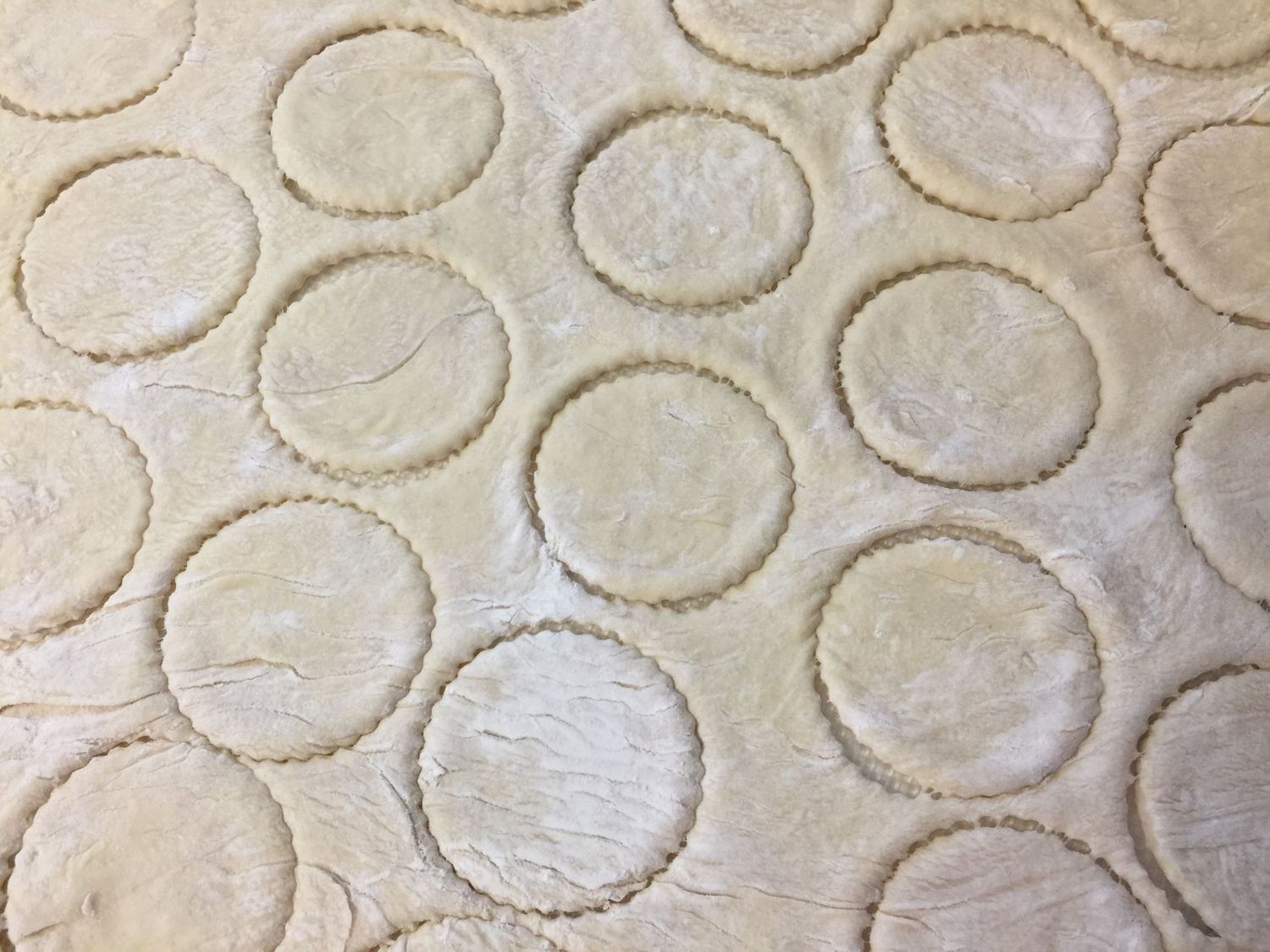 Raw circular dough cutouts arranged in neat rows on a light surface.