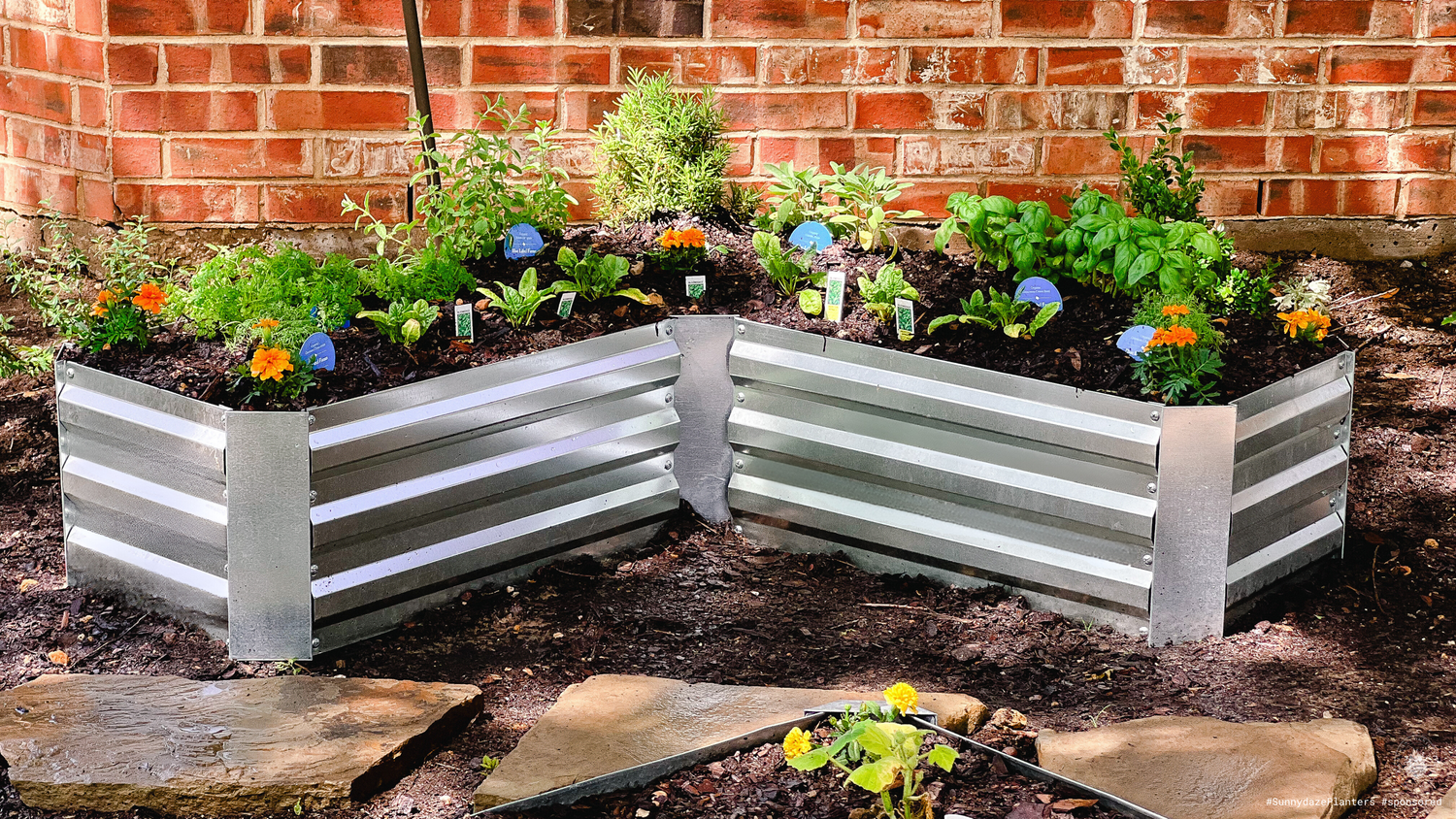 Wide view of metal raised garden beds with young plants growing beside tree trunks.