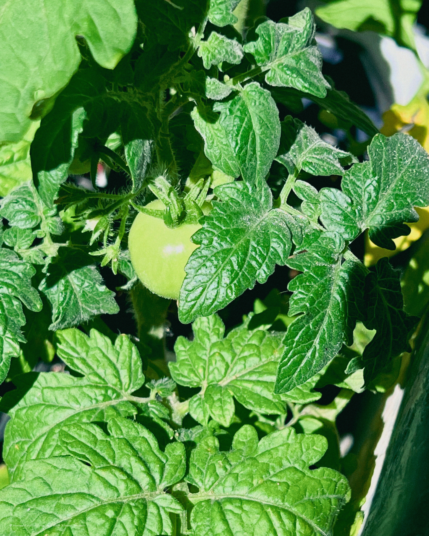 Close-up of green tomato plant leaves with unripe fruit growing in garden.
