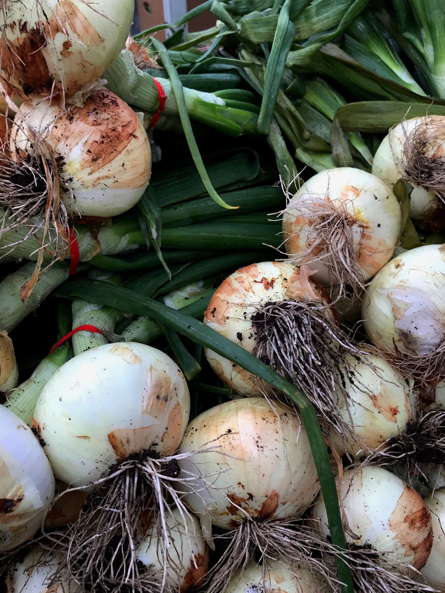 Fresh white onions with roots and green stalks piled at a farmers market produce stand.