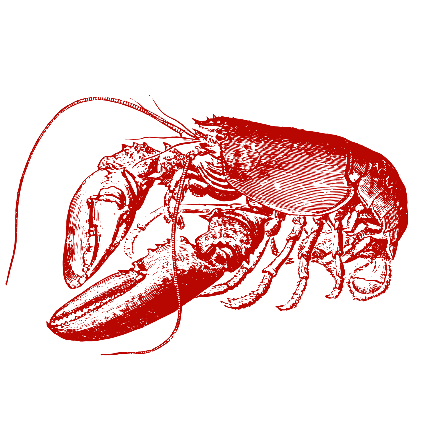 Red vintage engraving illustration of a lobster with detailed claws and antennae on a white background.