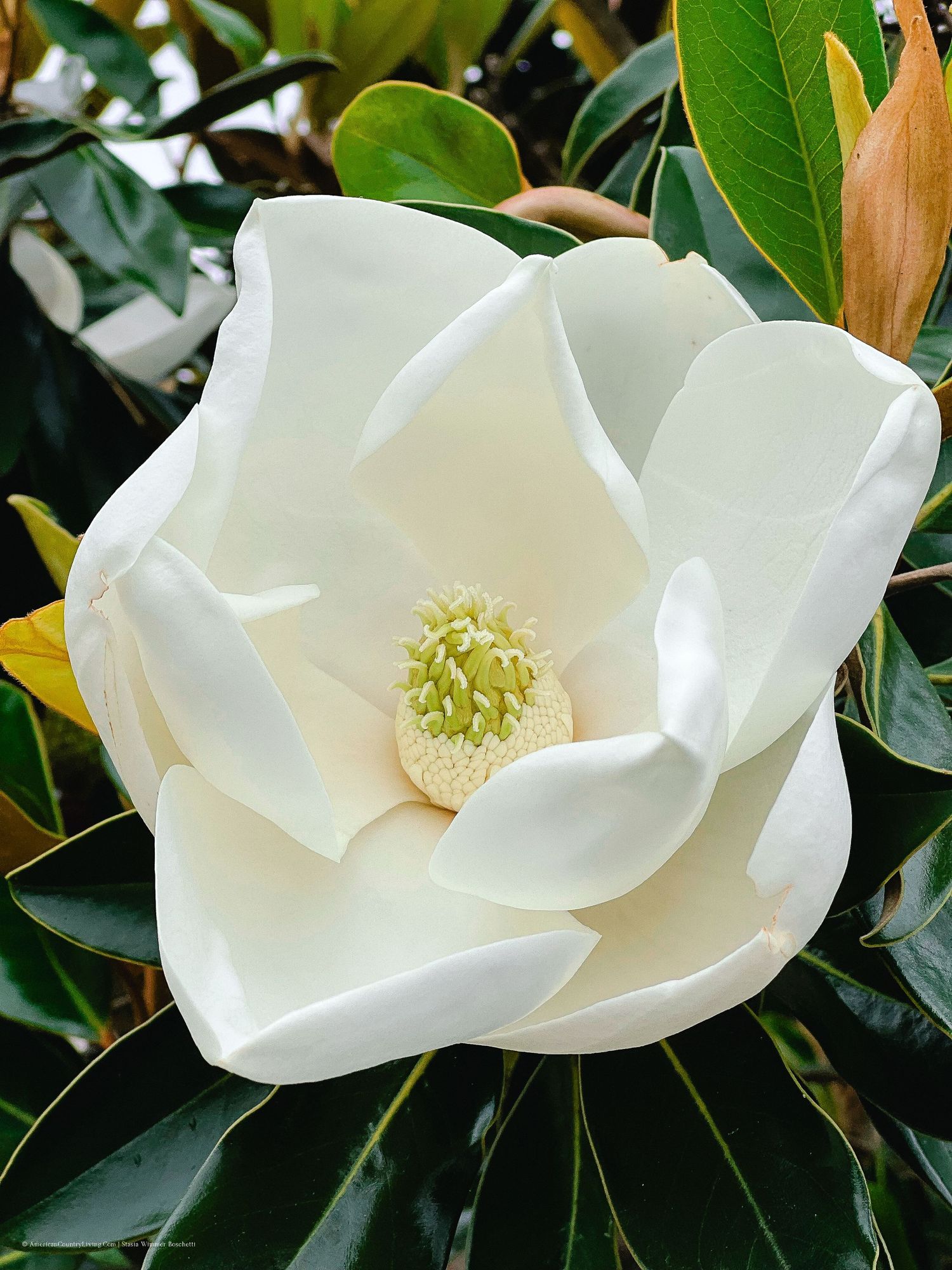 Close-up of a pristine white magnolia flower with glossy green leaves in the background.