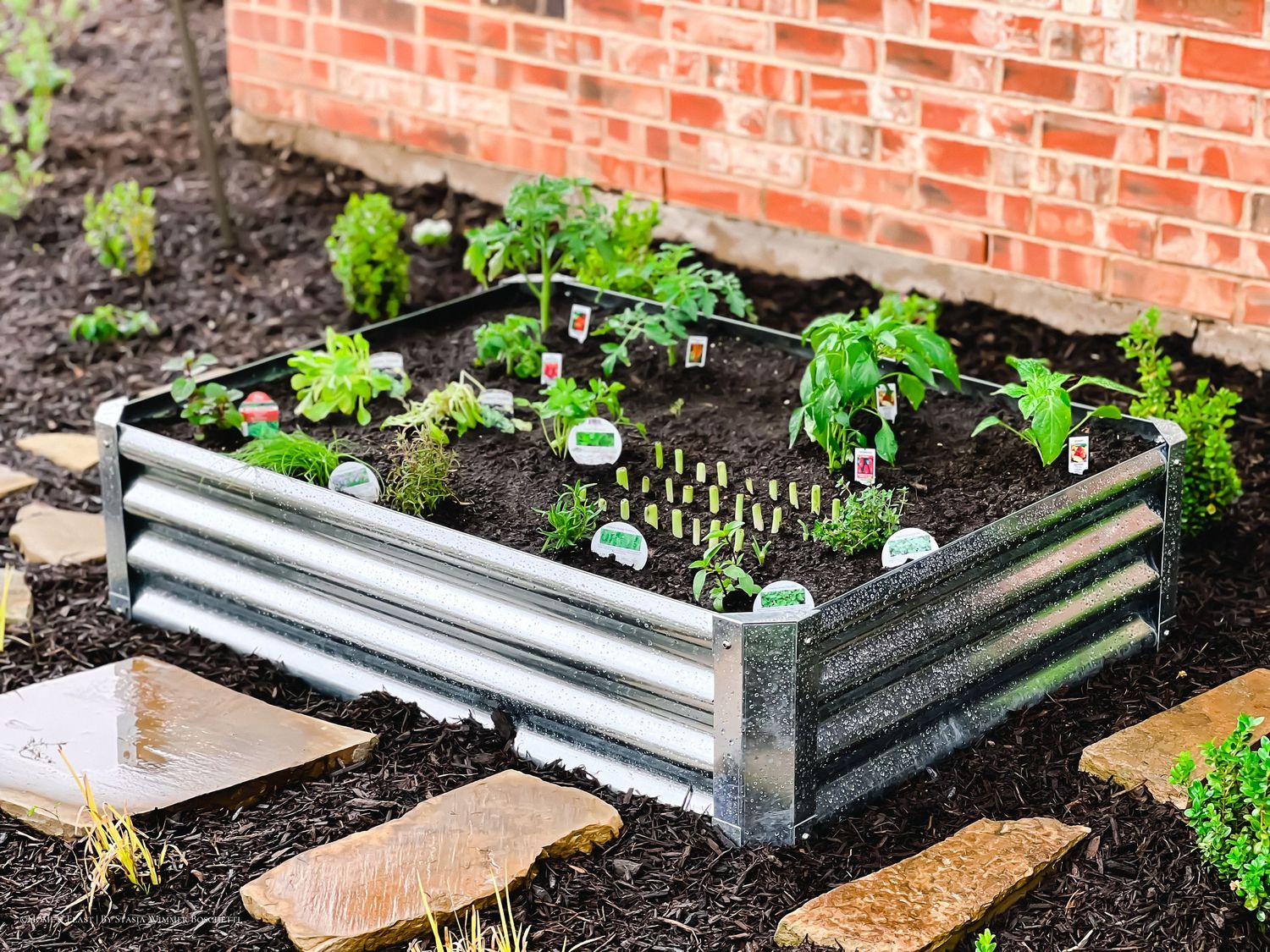 Wide view of metal raised garden beds with young plants growing beside tree trunks.