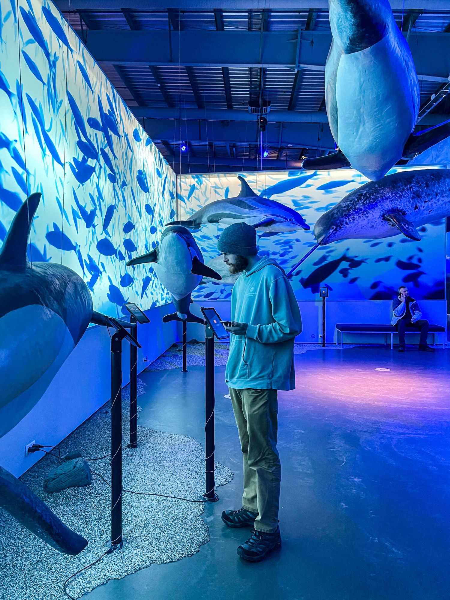 Person observing life-size whale models in a dimly lit blue museum exhibit.