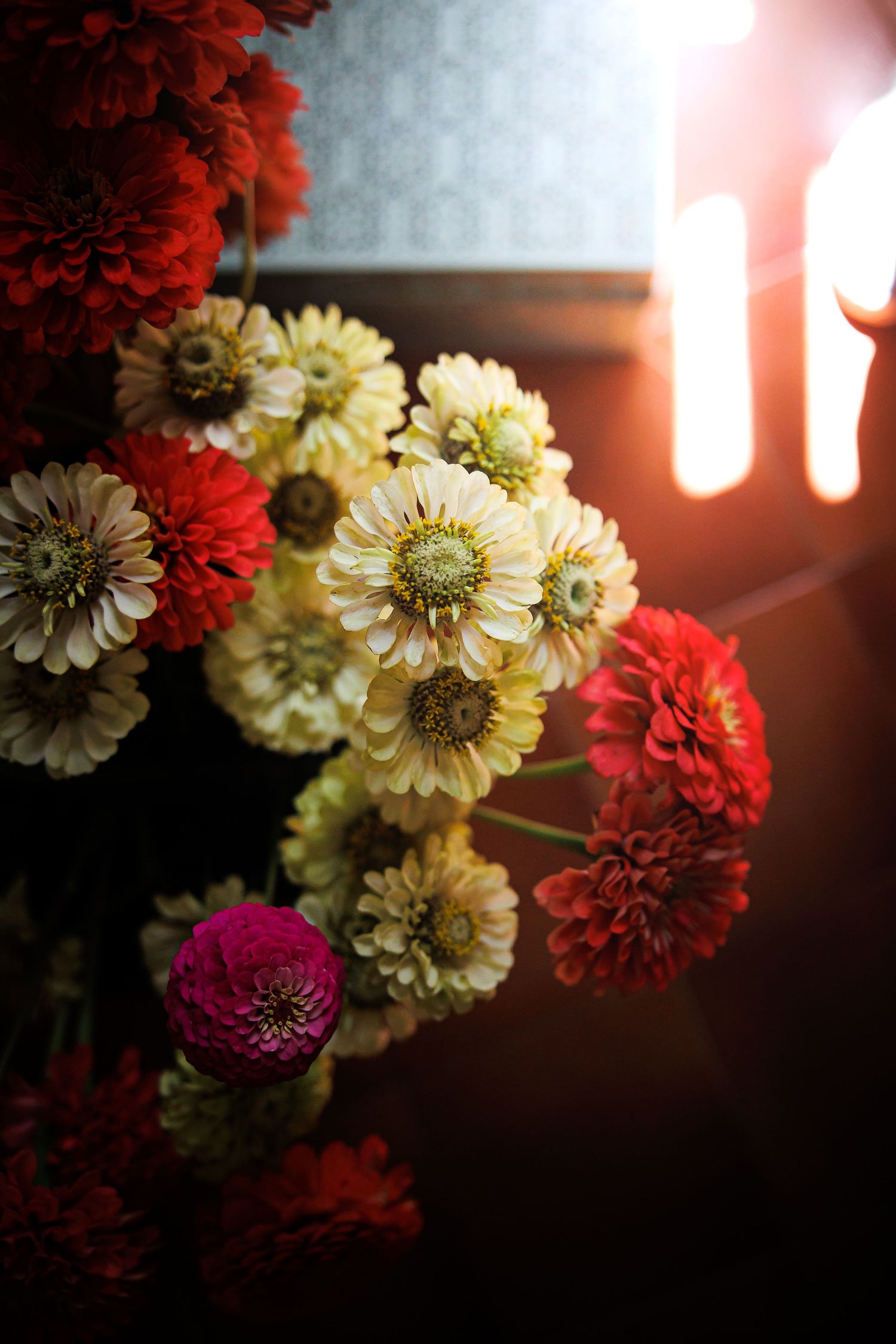 A moody floral arrangement with red and cream colored zinnias against a backlit window.