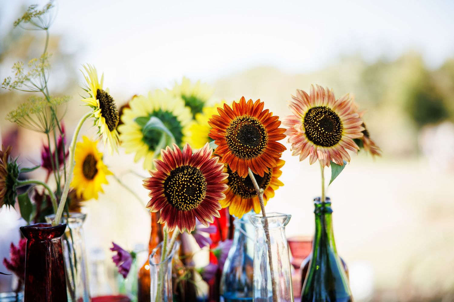 Colorful sunflowers arranged in glass bottles and vases against a bright background.