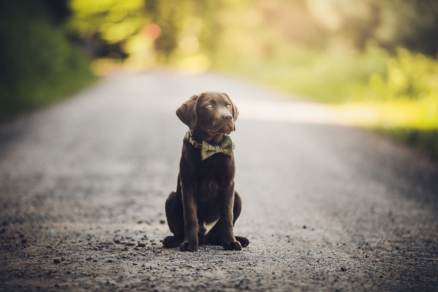 Chocolate Labrador puppy sitting attentively on a rural path with bokeh background.