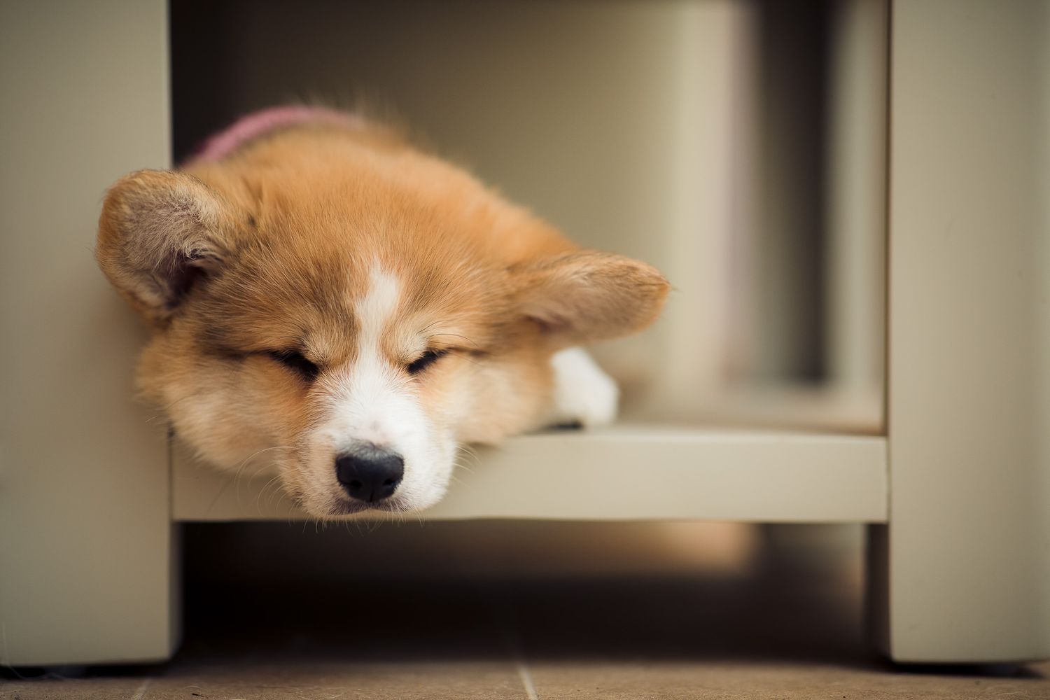 Sleepy Corgi dog resting with head on windowsill.