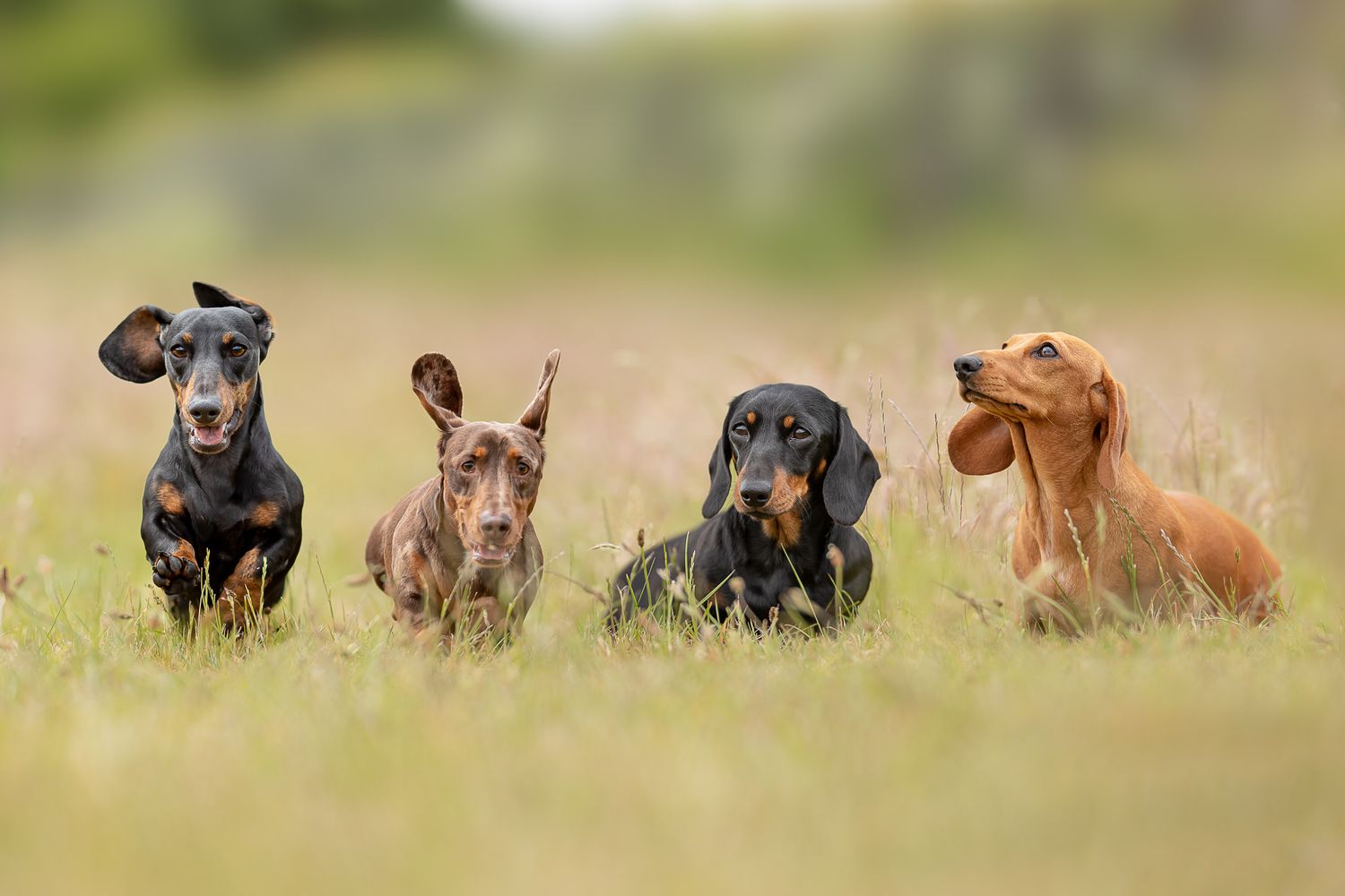 Four dachshund dogs lined up in tall grass during golden hour.