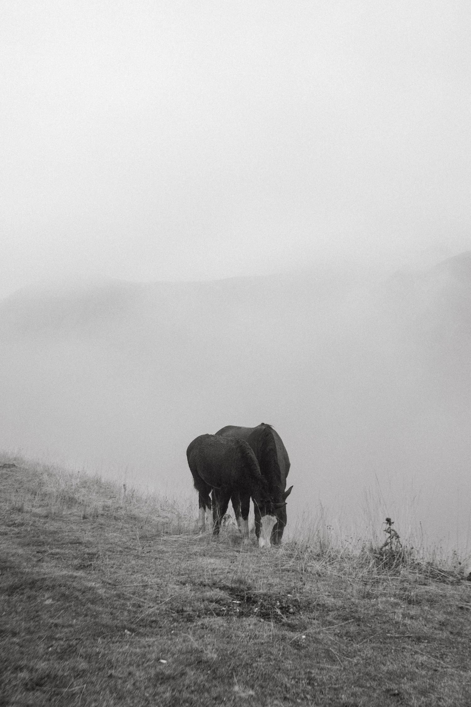 Black and white photograph of horses in Kazbegi mountains in Georgia