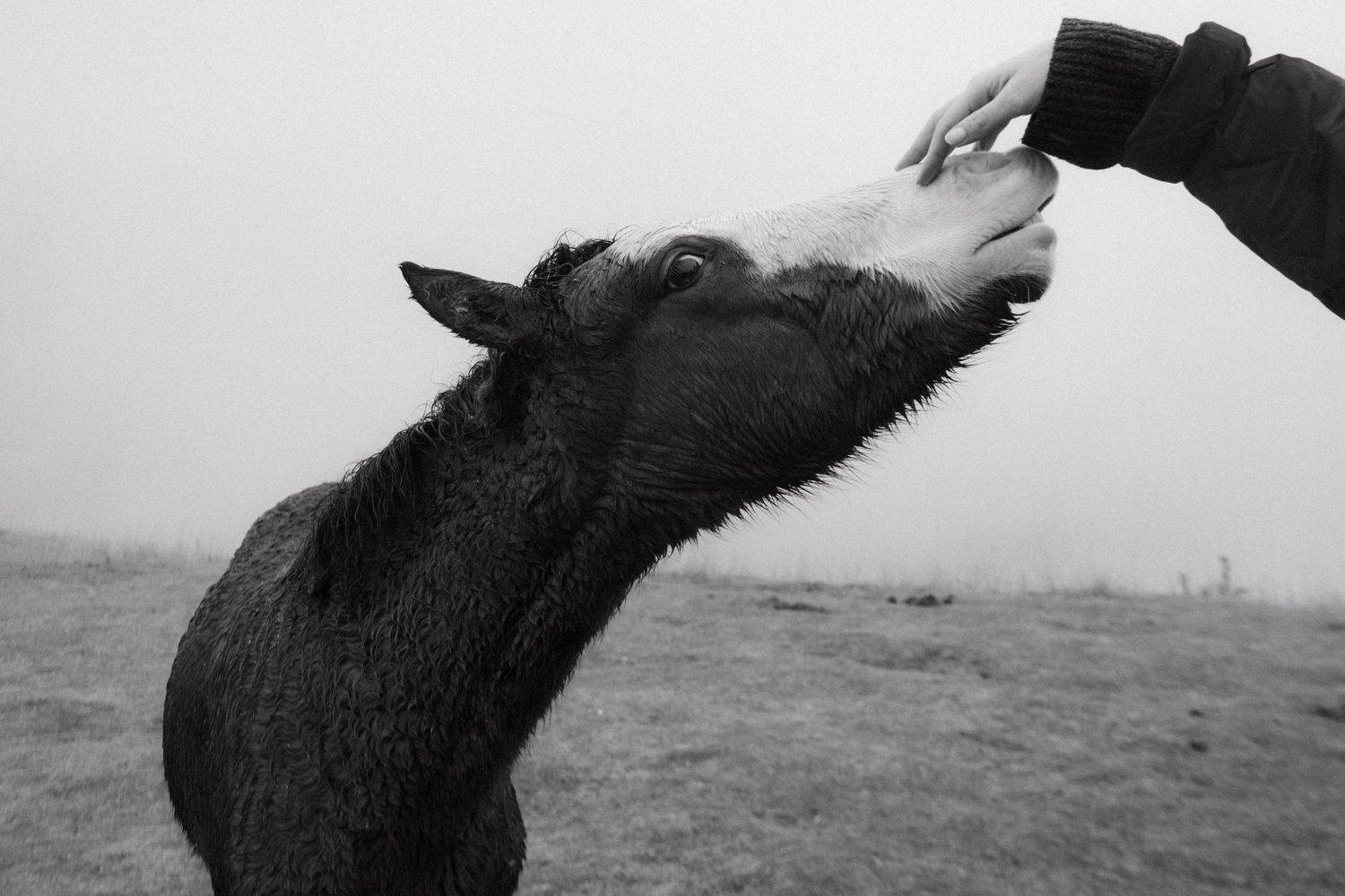 Black and white photograph of a horse in Kazbegi mountains in Georgia