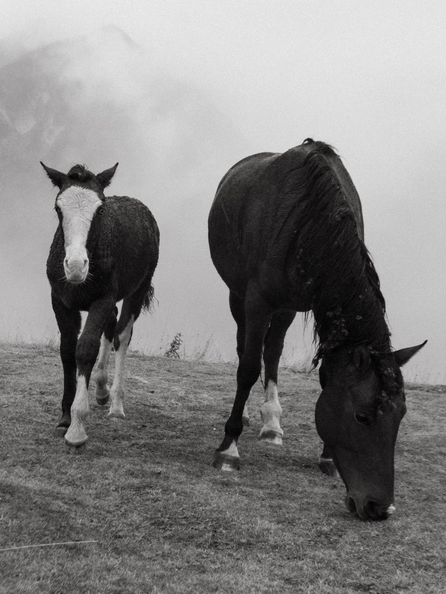 Black and white photograph of horses in Kazbegi mountains in Georgia