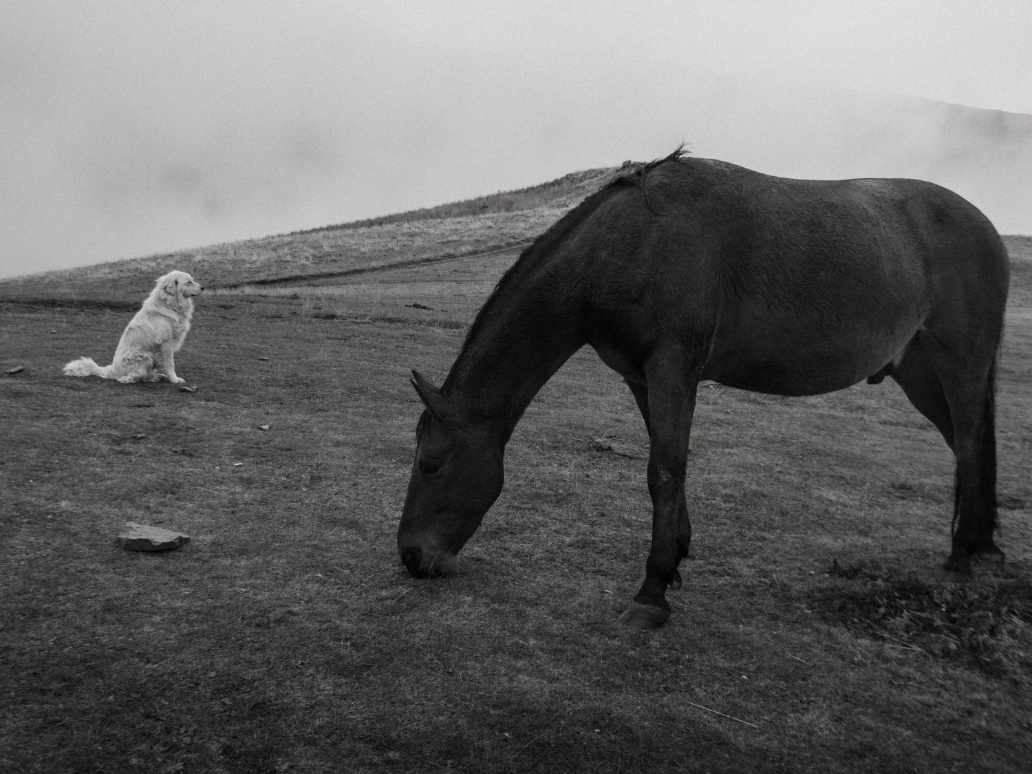 Black and white photograph of a horse and a dog in Kazbegi mountains in Georgia