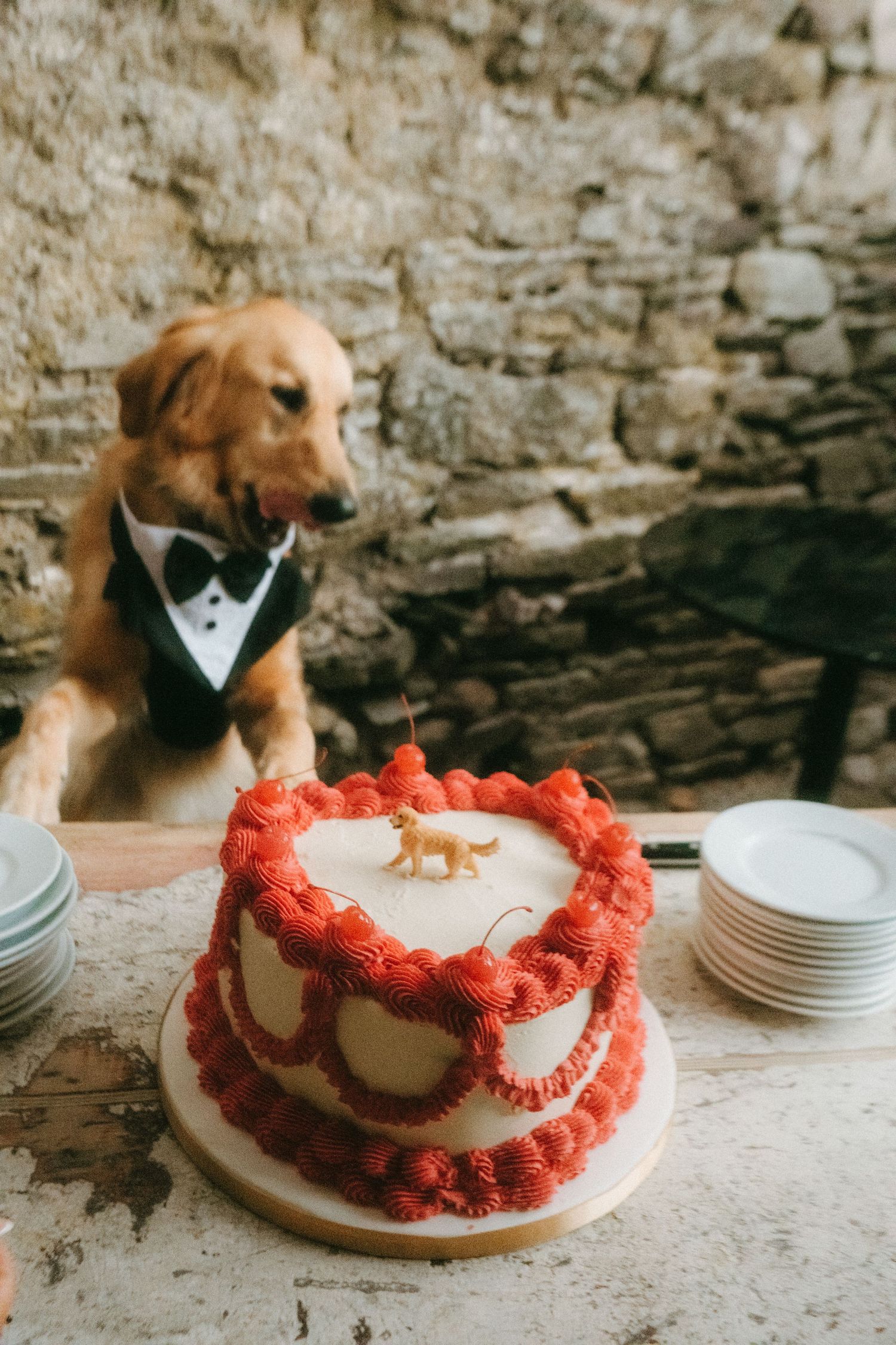 Photograph of wedding cake with a dog as cake topper, the dog the topper is resembling is behind the cake wearing a bow tie.
