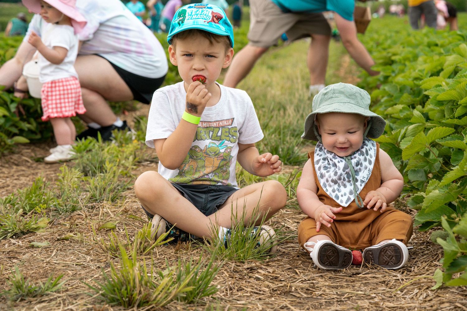 Two young children sit among strawberry plants at a pick-your-own farm, with the older boy eating a fresh strawberry.