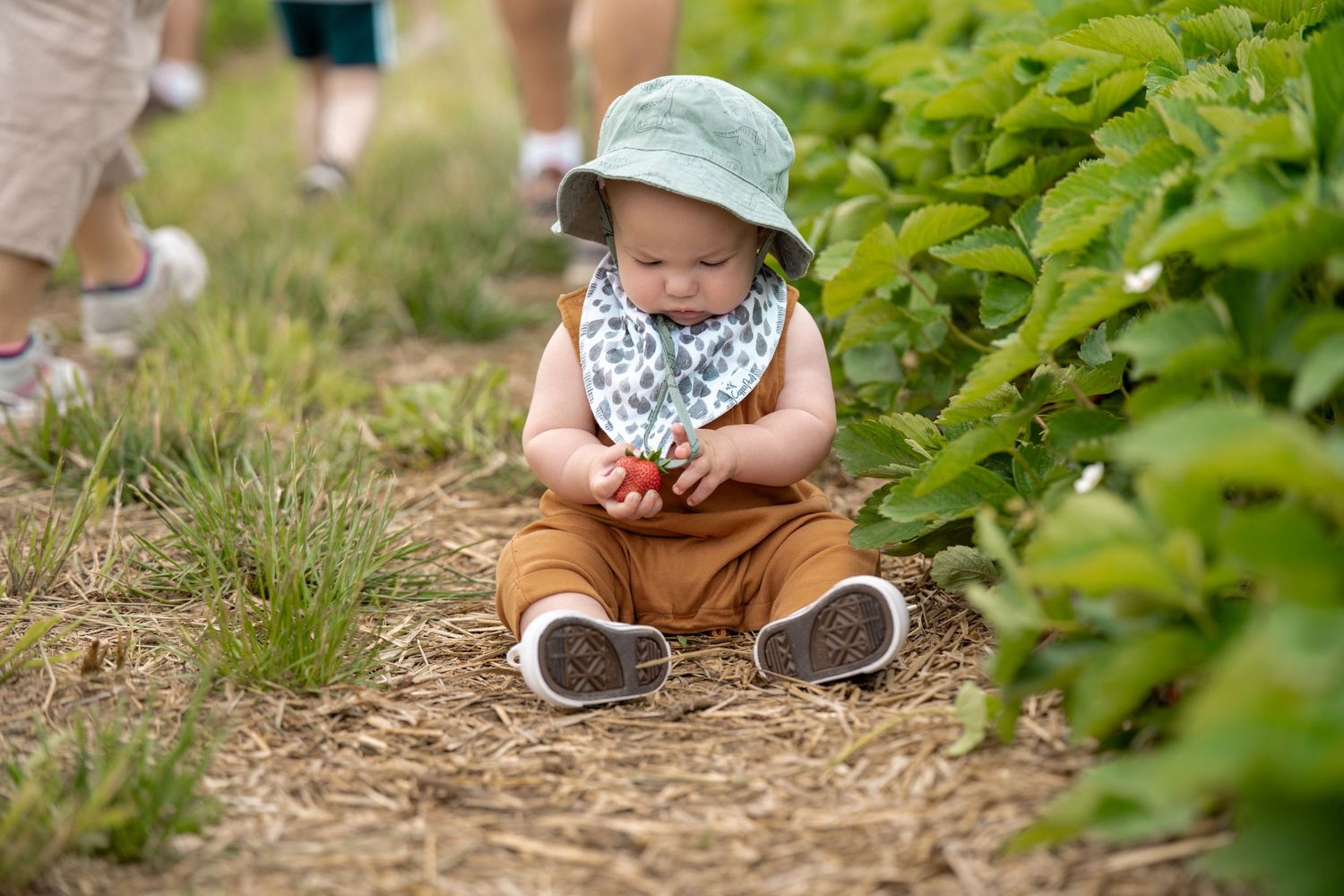 Adorable baby in teal hat and bandana bib sitting in strawberry field picking fresh berries.
