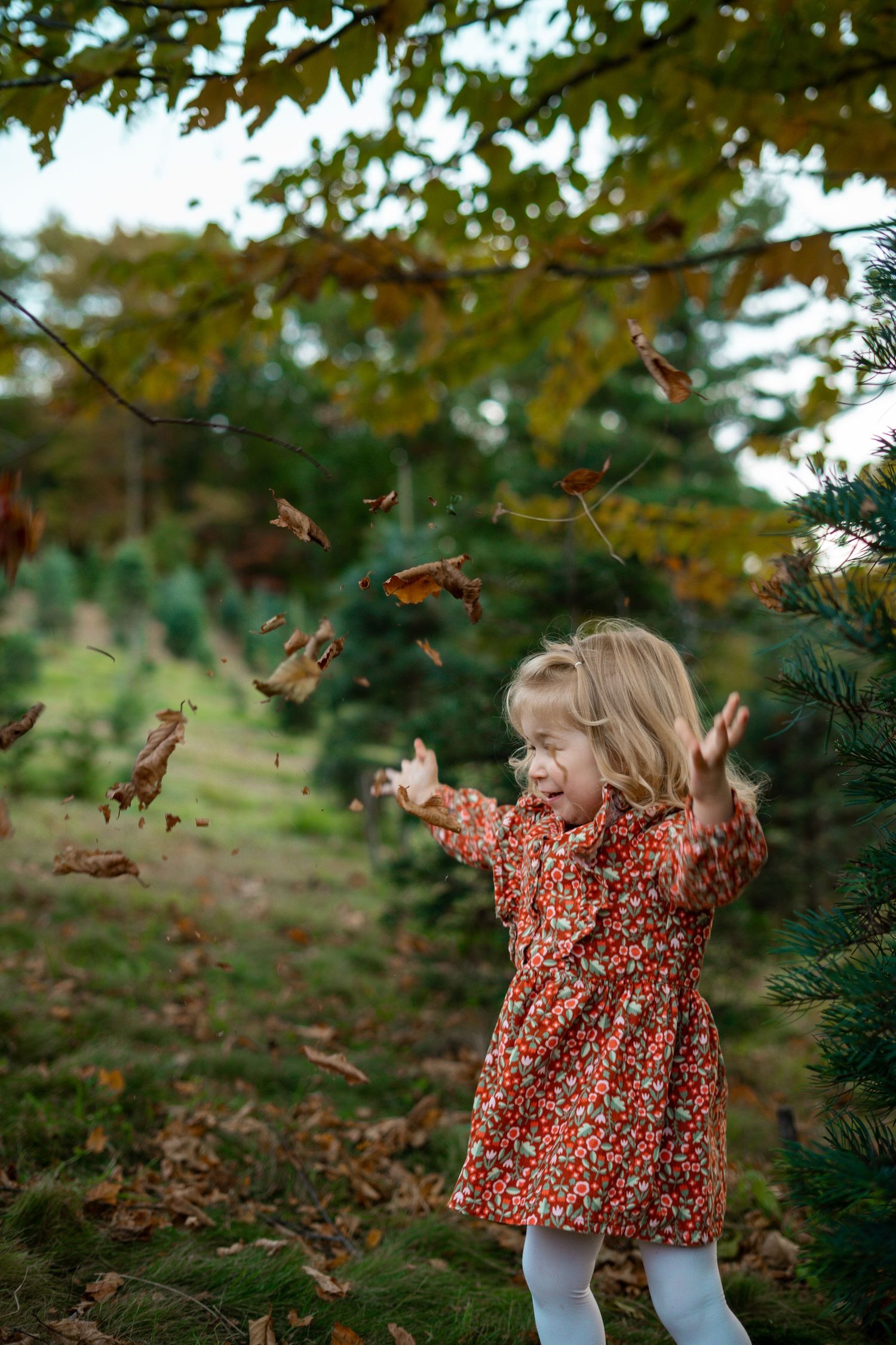 Young girl in a red floral dress laughs and tosses autumn leaves into the air in a sunny evergreen tree farm.