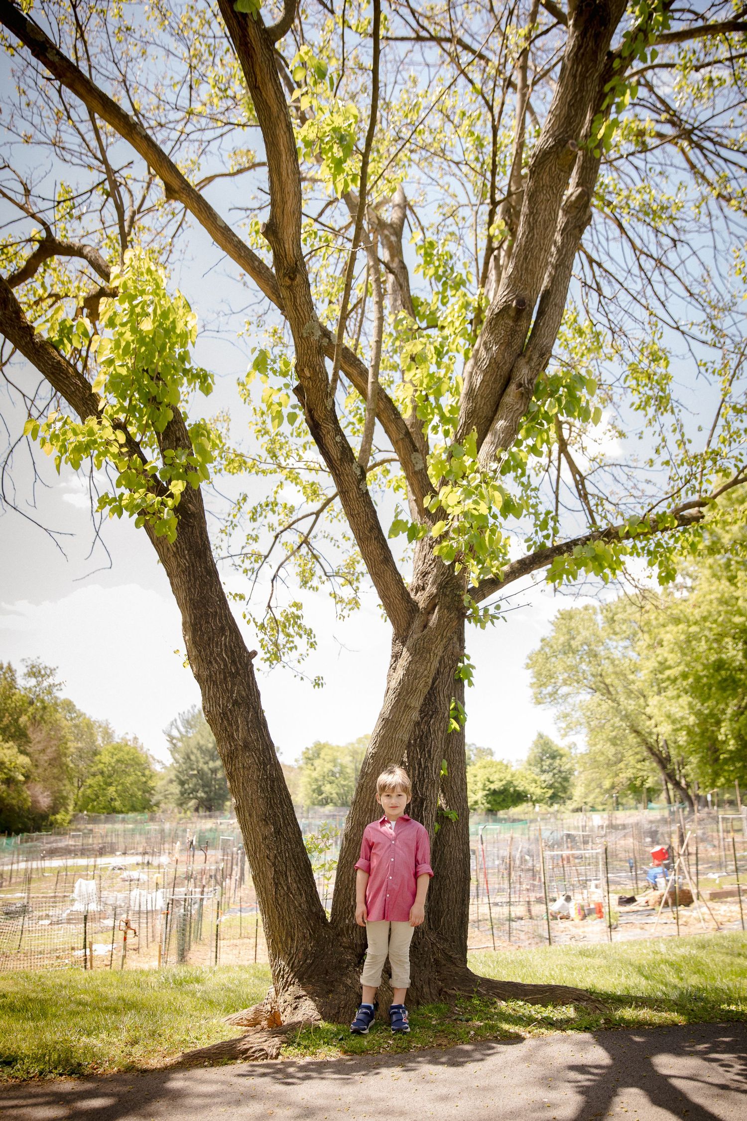 A young boy in a pink shirt stands beneath a large tree in a sunny park with green grass and trees in the background.