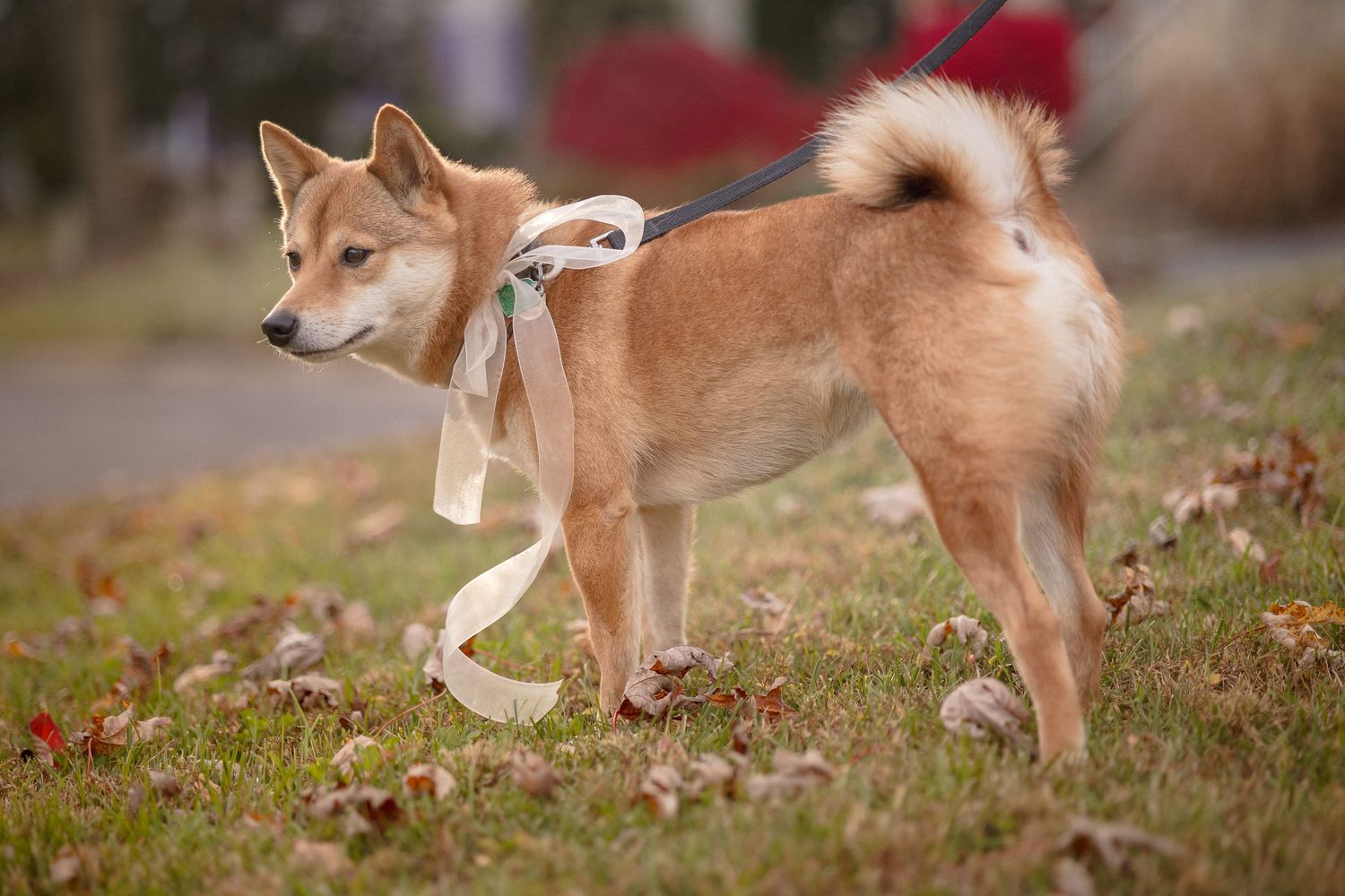 A Shiba Inu dog on a leash wearing a white ribbon bow, standing on grass with fallen autumn leaves.