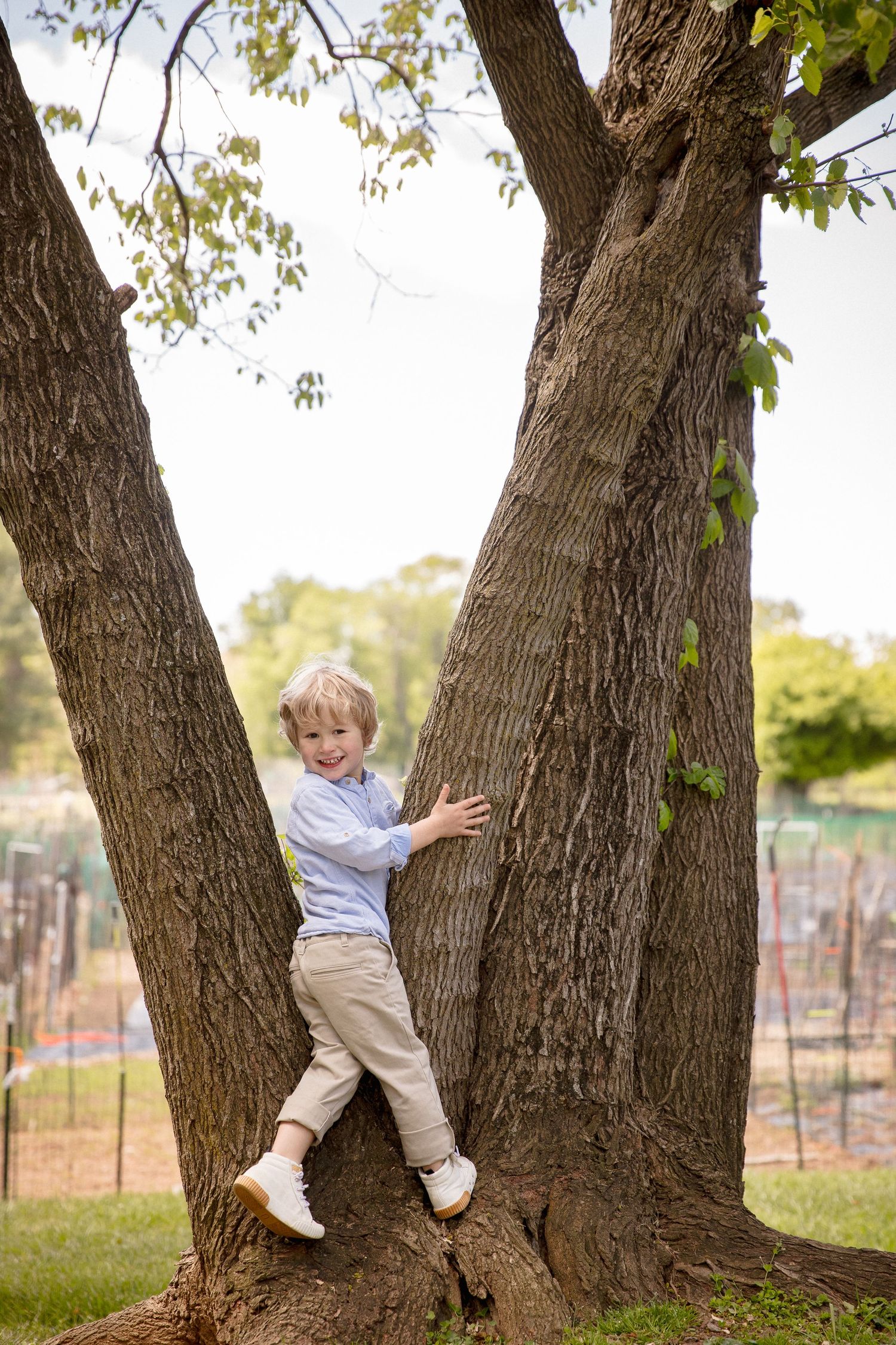 Young blond boy in blue shirt climbing a large tree trunk in a park, smiling with joy.
