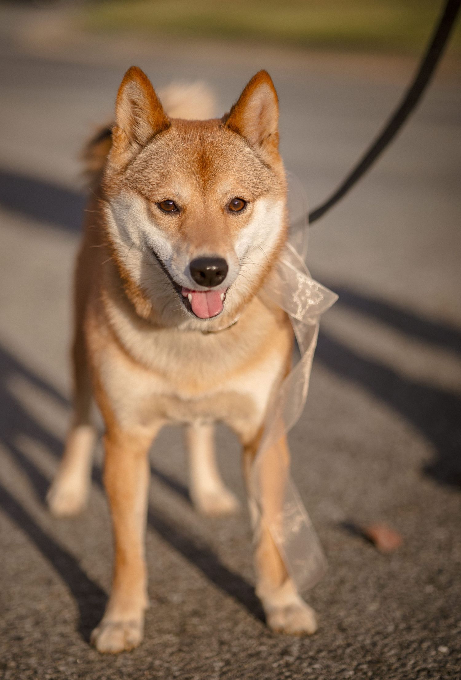 A happy Shiba Inu dog on a leash with tongue out, wearing a bow, standing on pavement in warm sunlight.