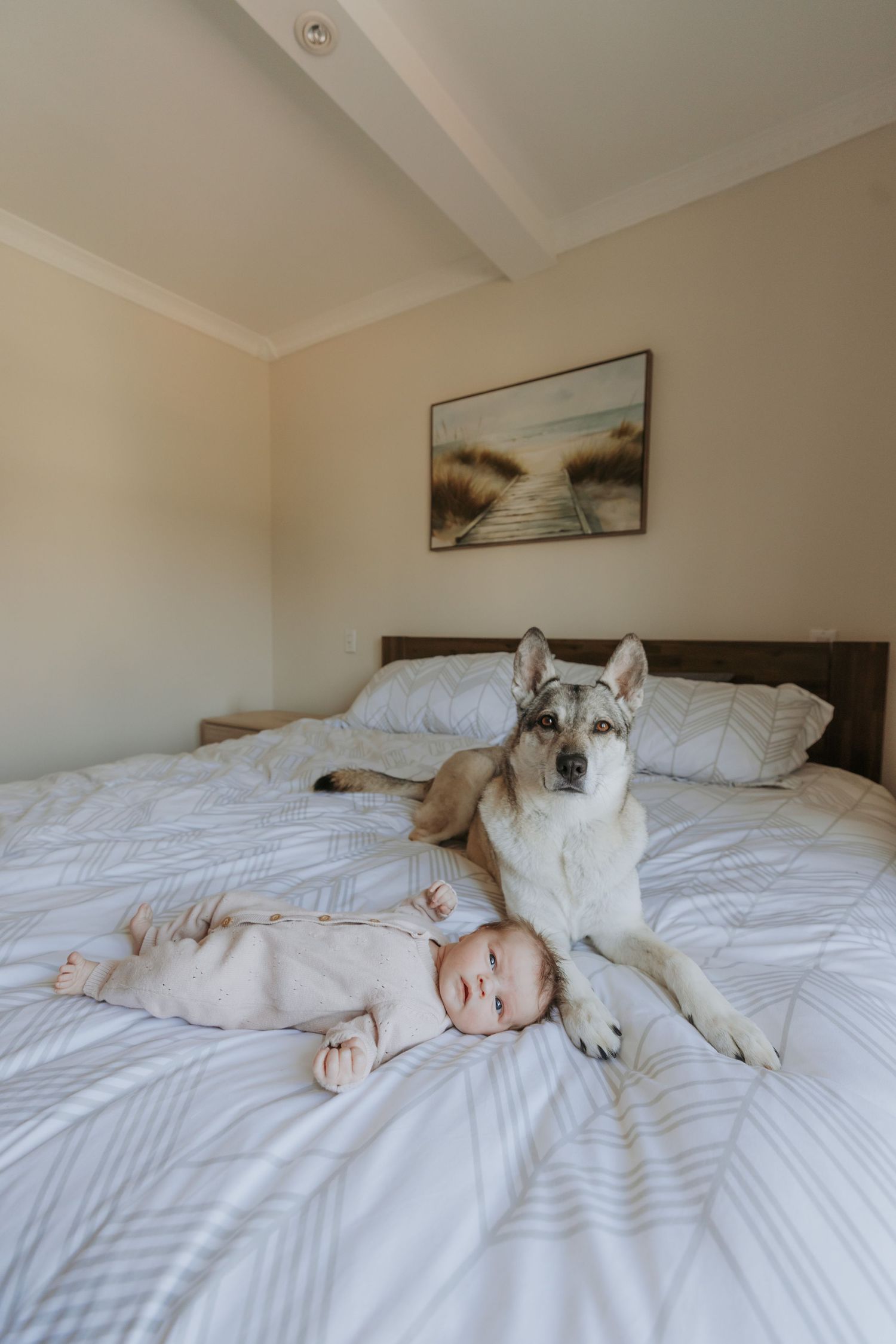 A husky dog lying on a white bed next to a sleeping baby in a cozy bedroom with neutral decor.