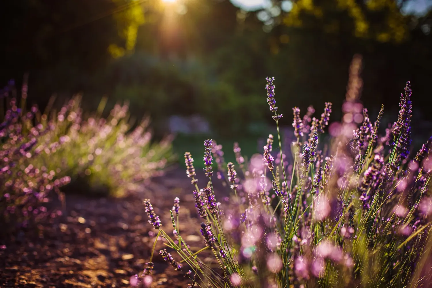 All who wonder flower farm, Dundas. Burlington Portrait & wedding photographer