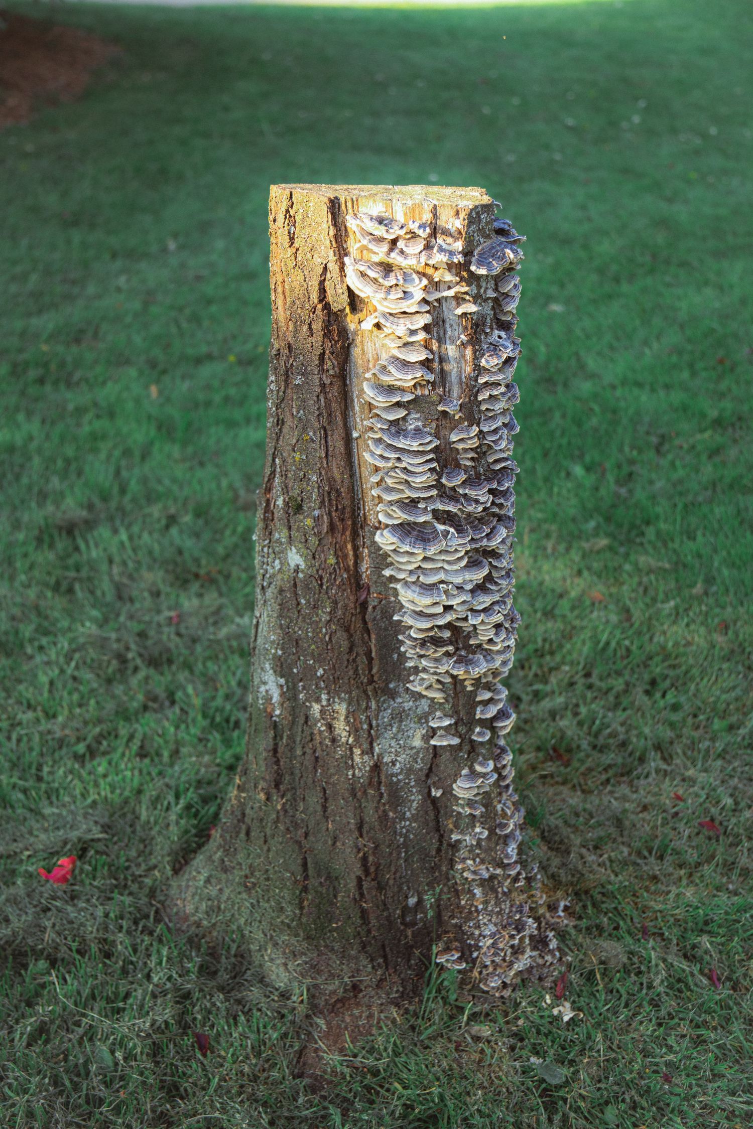 A weathered tree stump covered with bracket fungi growing on green grass lawn.