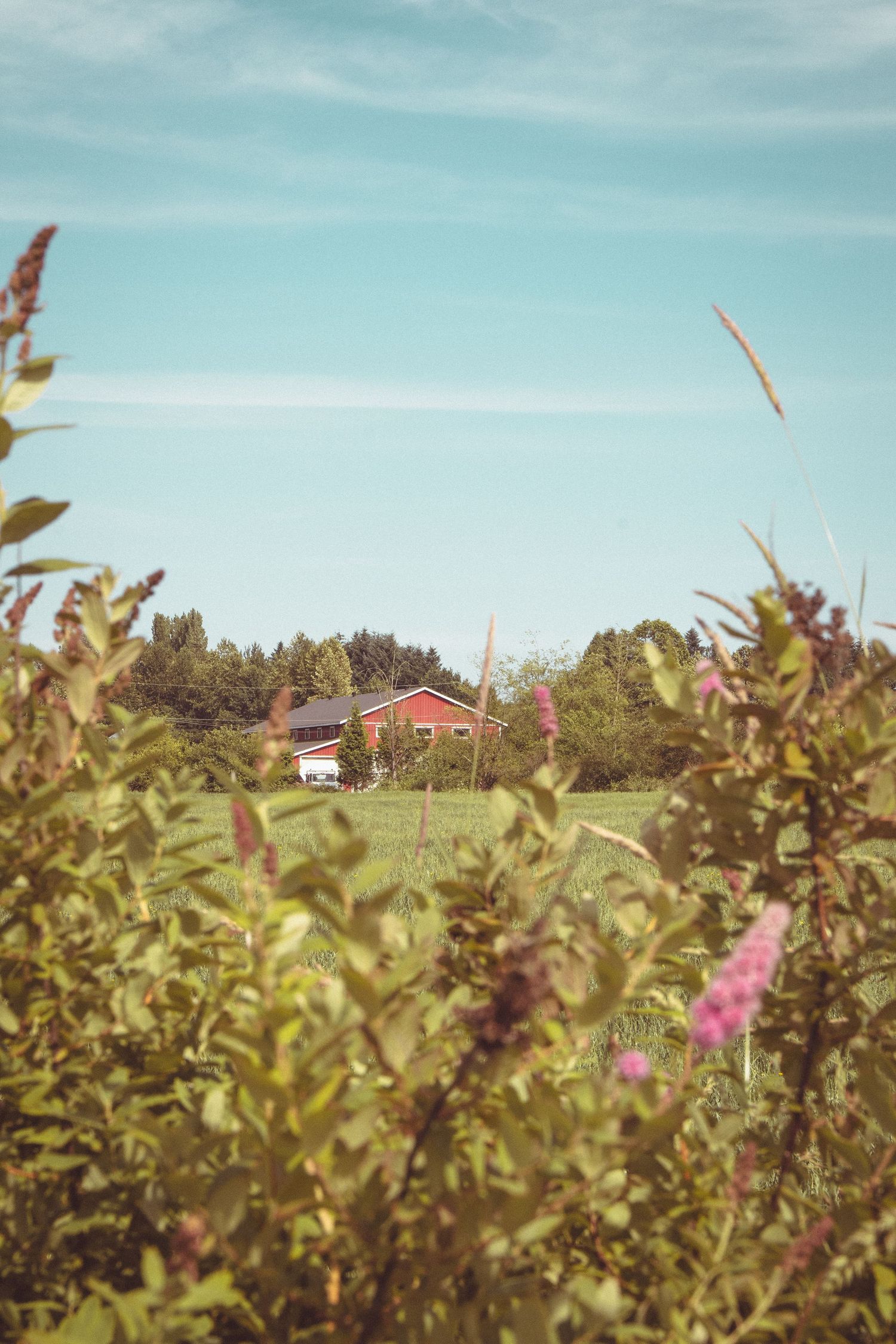 Red farmhouse visible through lush green shrubs and wildflowers in rural countryside setting.